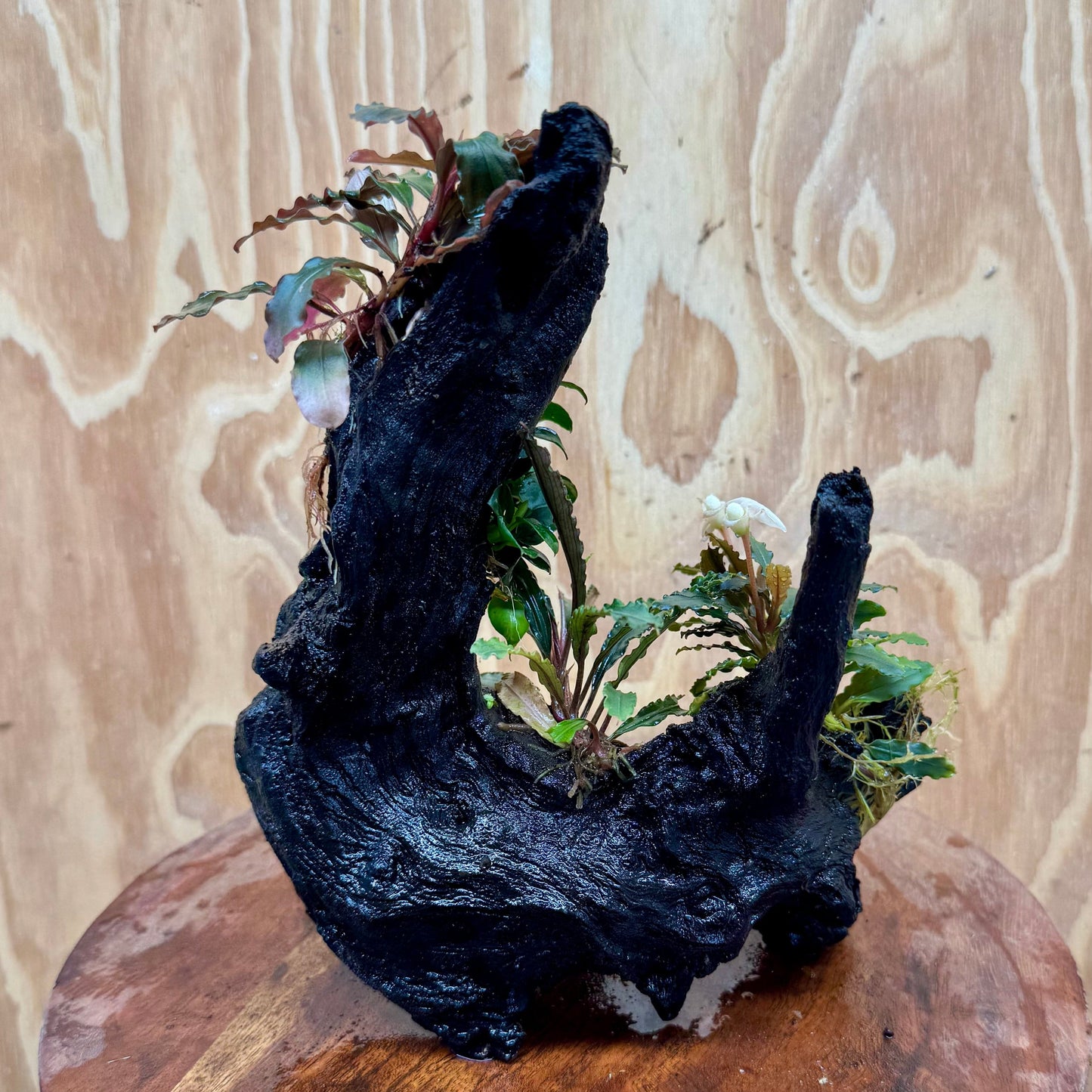 Pisces Enterprises One Only Triple Bucephalandra plus Petite Nana Driftwood Creation - One Only - Wave Triple Bucephalandra plus Petite Nana Driftwood Creation - One Only - Wave