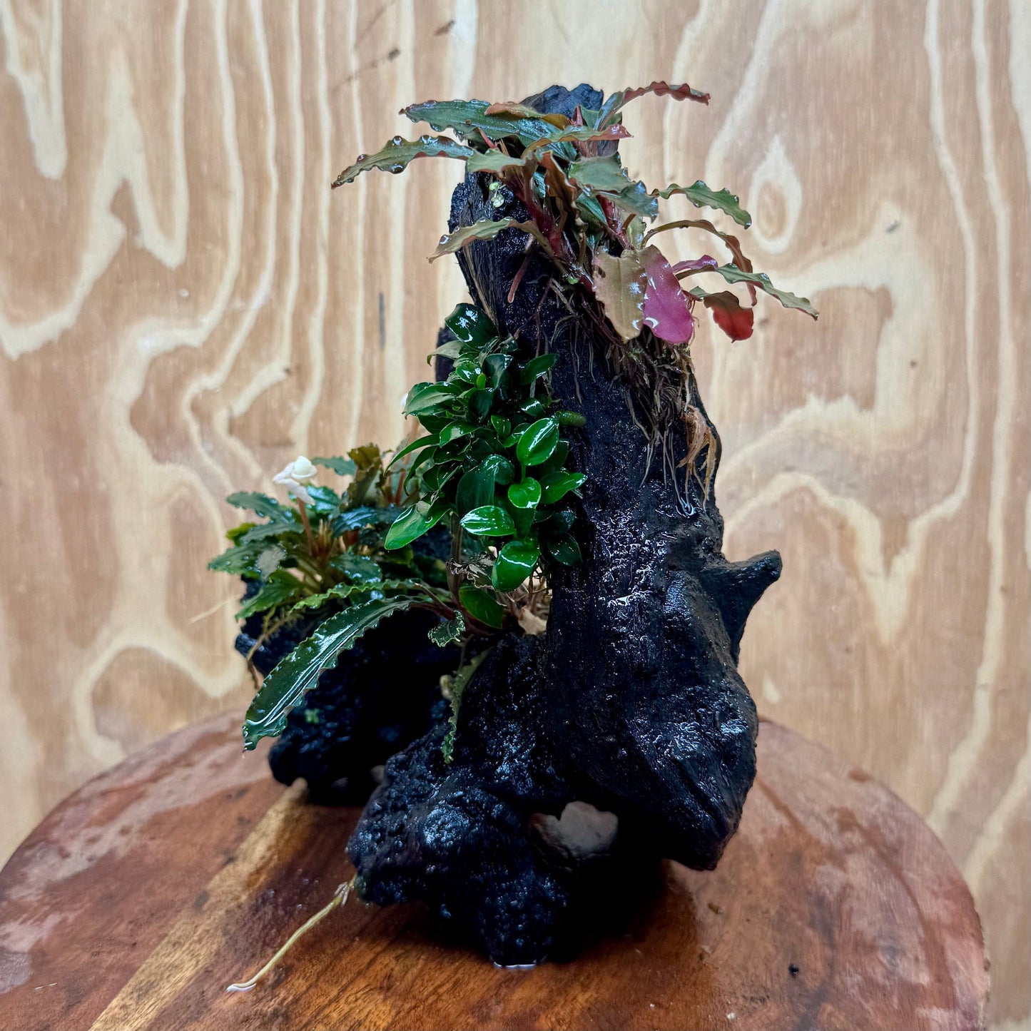 Pisces Enterprises One Only Triple Bucephalandra plus Petite Nana Driftwood Creation - One Only - Wave Triple Bucephalandra plus Petite Nana Driftwood Creation - One Only - Wave