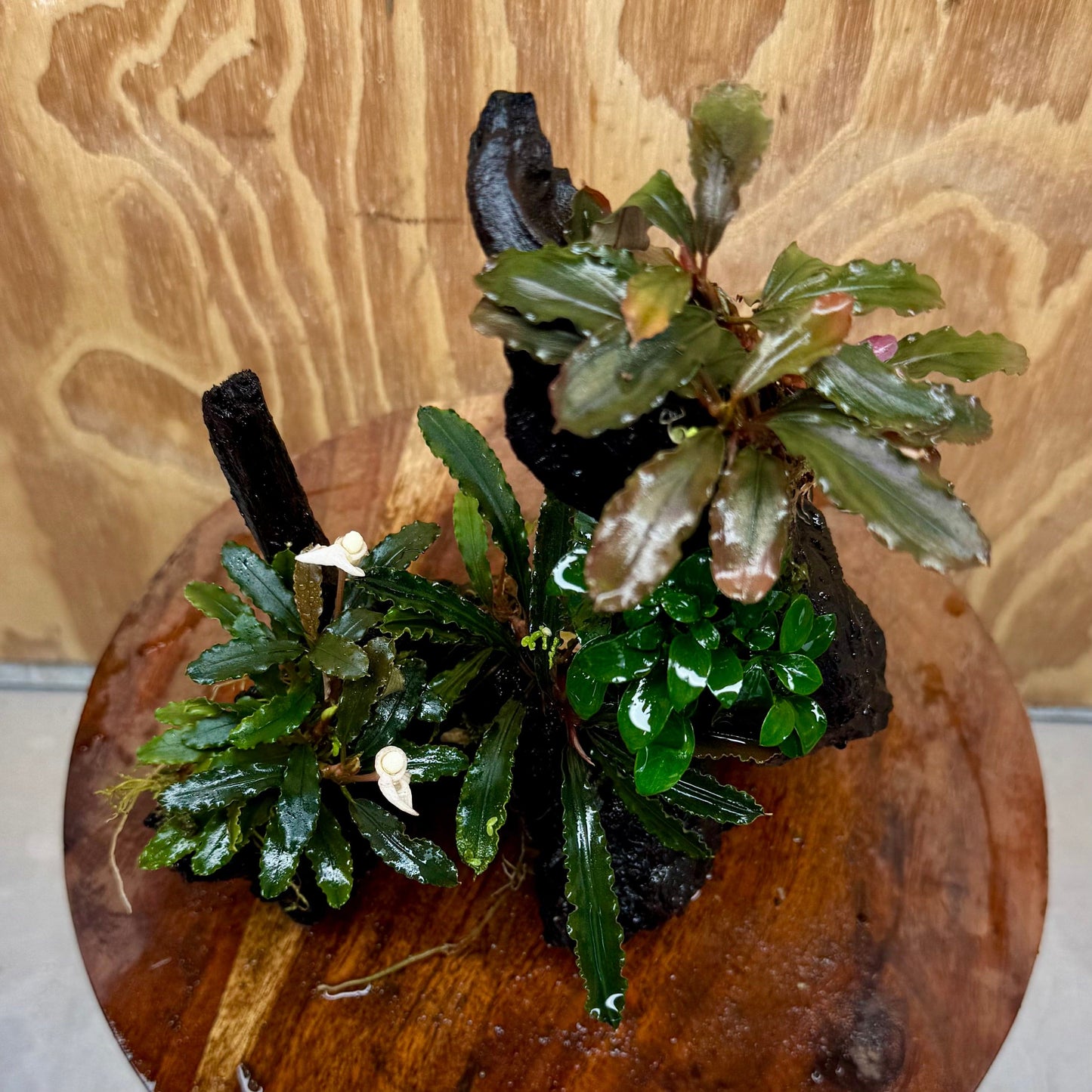 Pisces Enterprises One Only Triple Bucephalandra plus Petite Nana Driftwood Creation - One Only - Wave Triple Bucephalandra plus Petite Nana Driftwood Creation - One Only - Wave