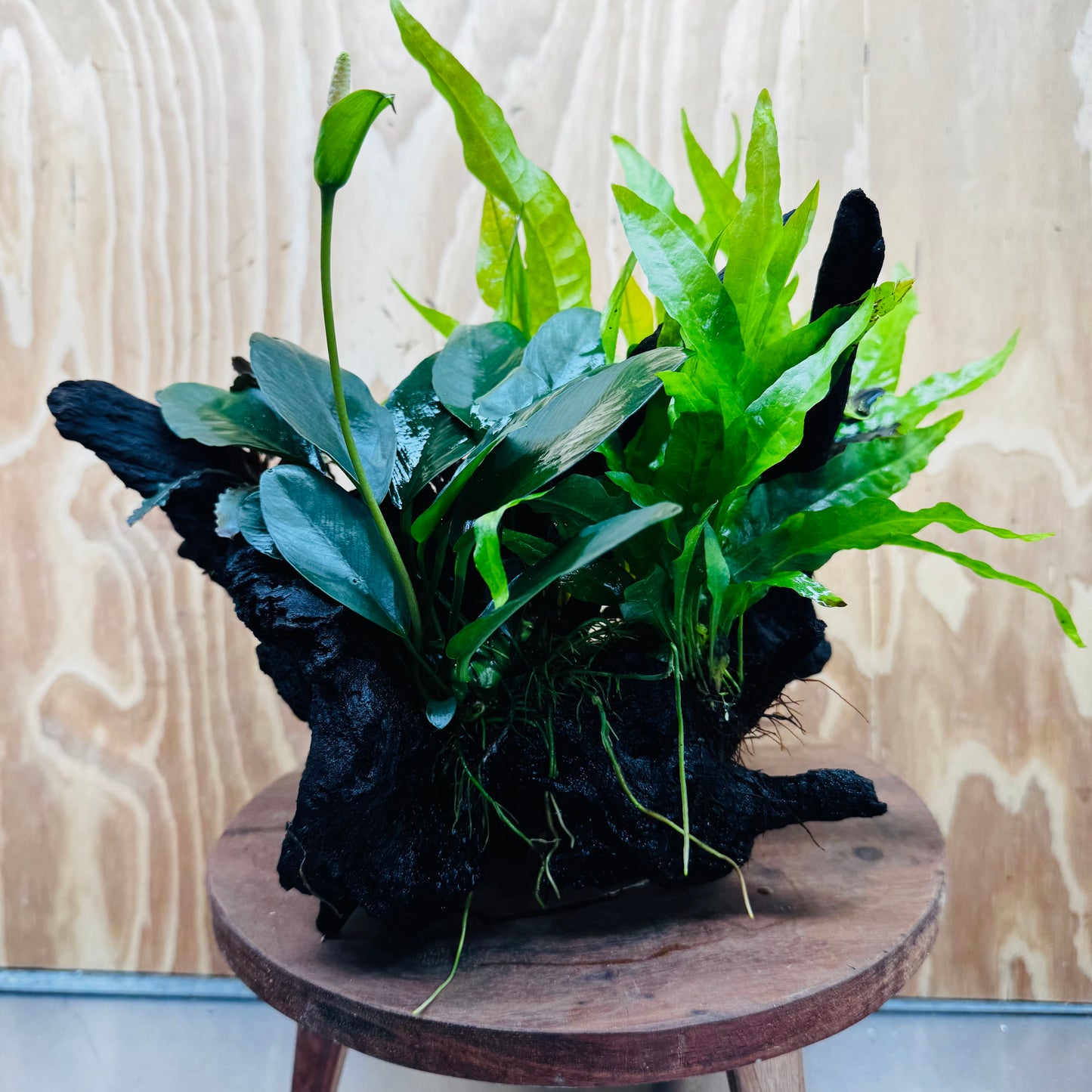 Scapeshop.com.au One Only Triple Bucephalandra & Triple Indo Microsorum (Java Fern) plus Anubias Lucy Driftwood Creation - One Only Triple Bucephalandra & Triple Indo Microsorum (Java Fern) plus Anubias Lucy Driftwood Creation - One Only