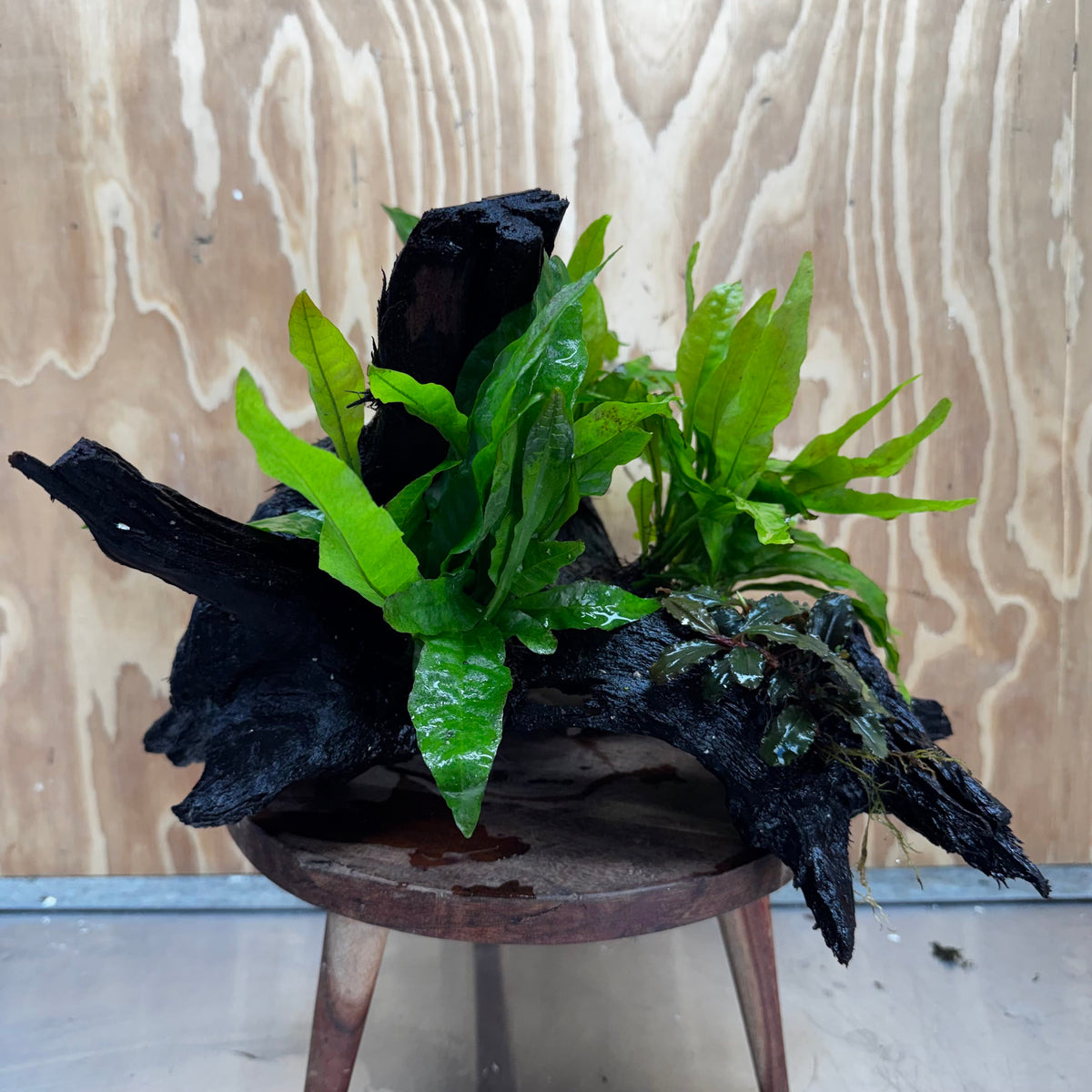 Scapeshop.com.au One Only Triple Microsorum 'Indo'(Java Fern) & Double Bucephalandra Driftwood Creation - One Only Triple Microsorum 'Indo'(Java Fern) & Double Bucephalandra Driftwood Creation - One Only