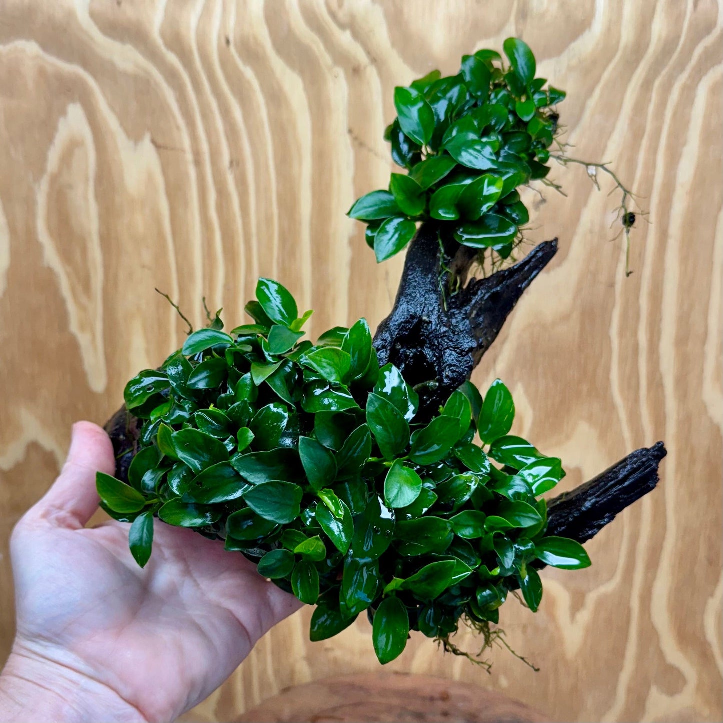 Pisces Enterprises One Only Triple Petite Nana Driftwood Creation - One Only - Strength Triple Petite Nana Driftwood Creation - One Only - Strength