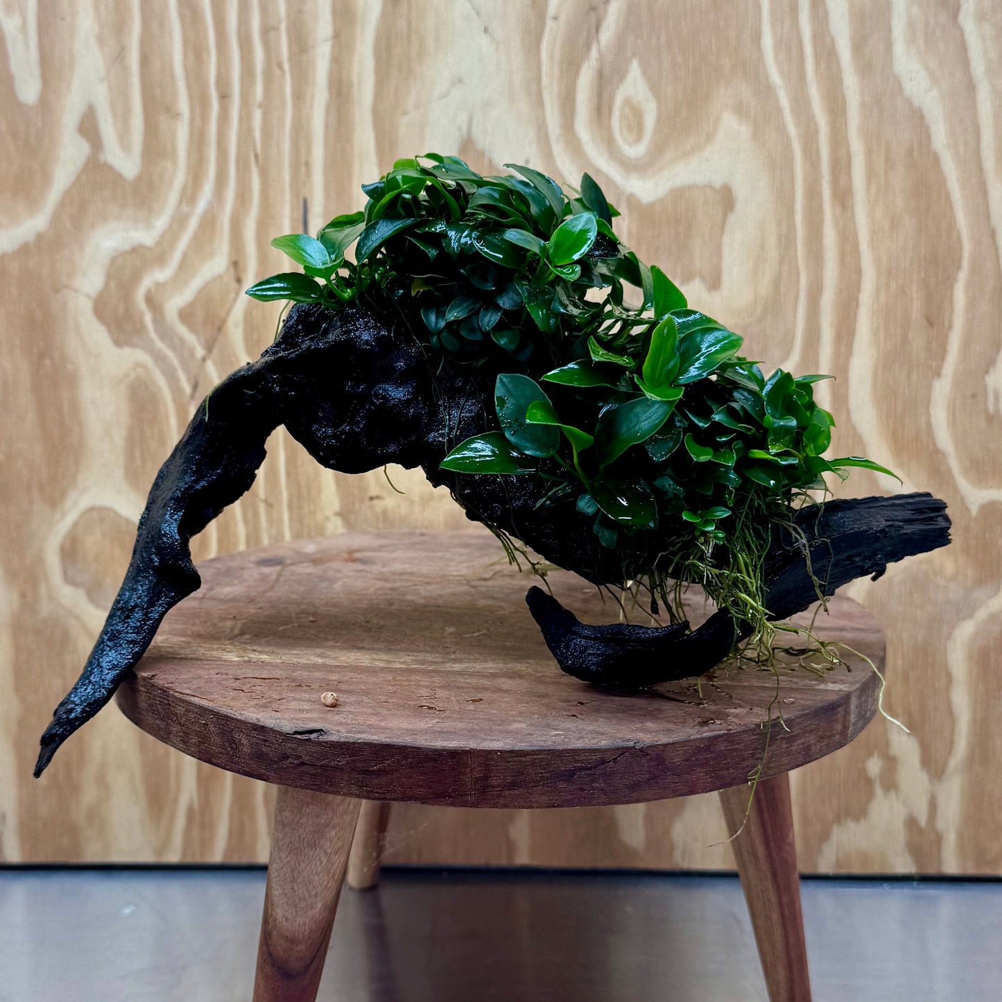 Pisces Enterprises One Only Triple Petite Nana Driftwood Creation - One Only - Strength Triple Petite Nana Driftwood Creation - One Only - Strength