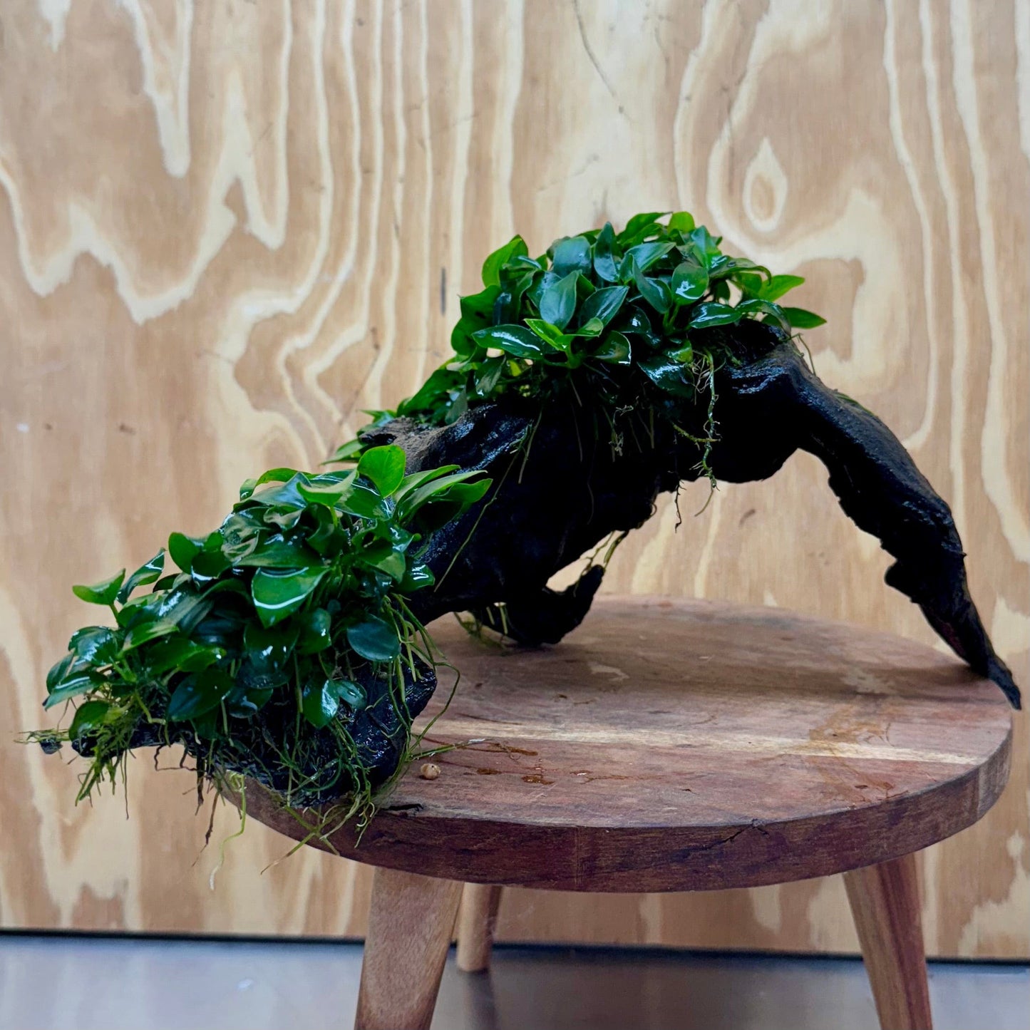 Pisces Enterprises One Only Triple Petite Nana Driftwood Creation - One Only - Strength Triple Petite Nana Driftwood Creation - One Only - Strength