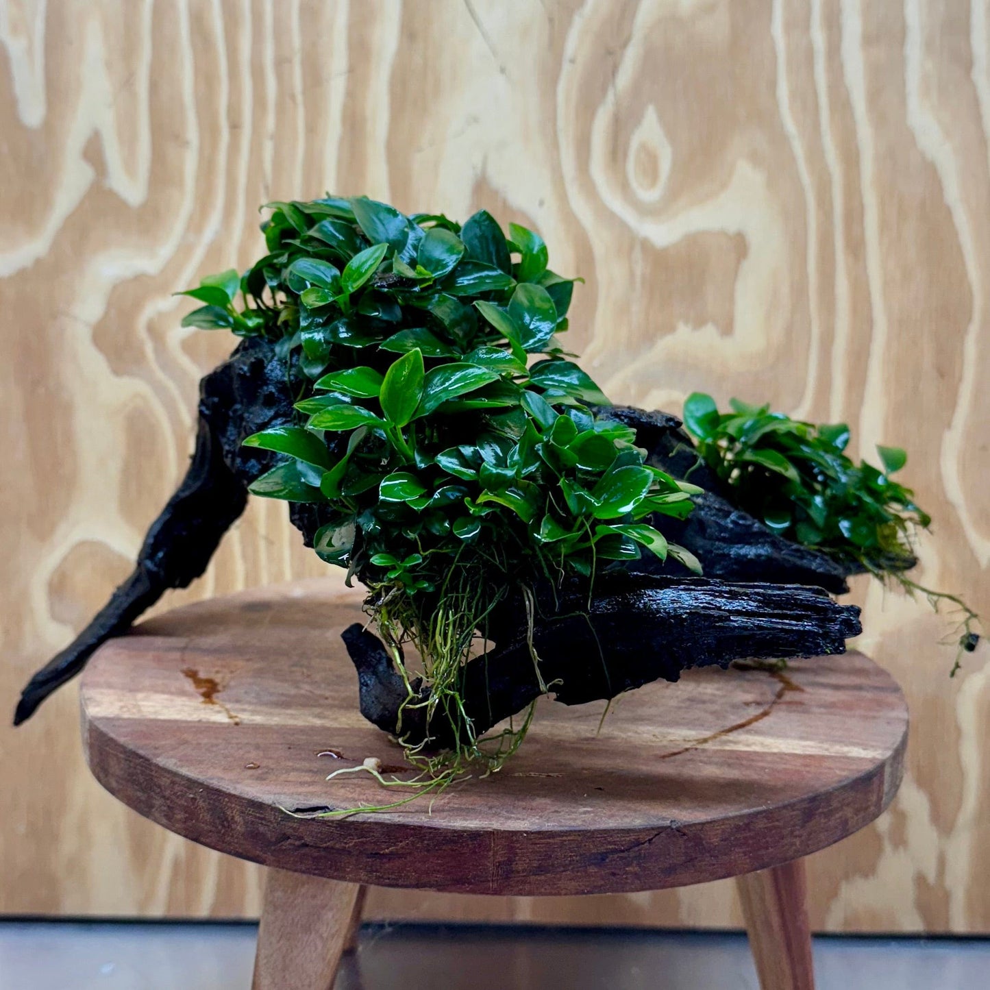 Pisces Enterprises One Only Triple Petite Nana Driftwood Creation - One Only - Strength Triple Petite Nana Driftwood Creation - One Only - Strength