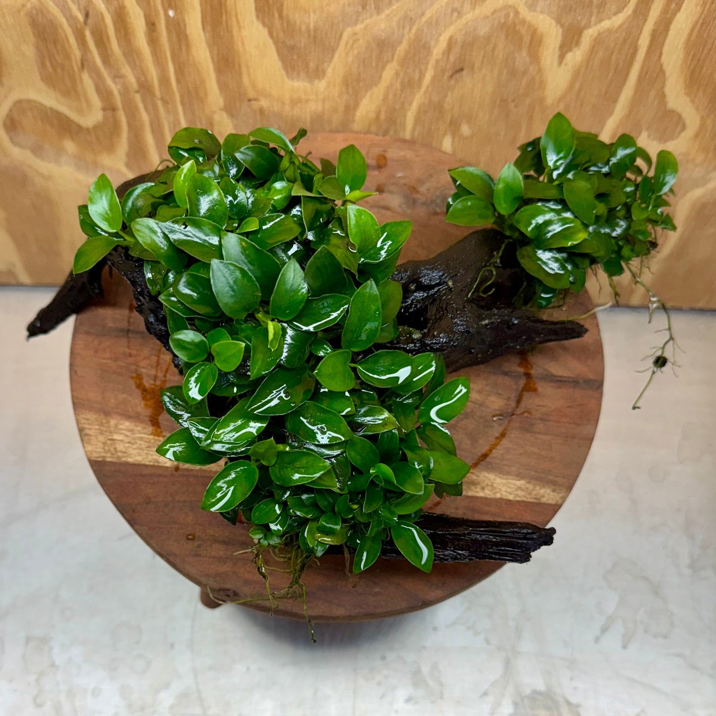 Pisces Enterprises One Only Triple Petite Nana Driftwood Creation - One Only - Strength Triple Petite Nana Driftwood Creation - One Only - Strength