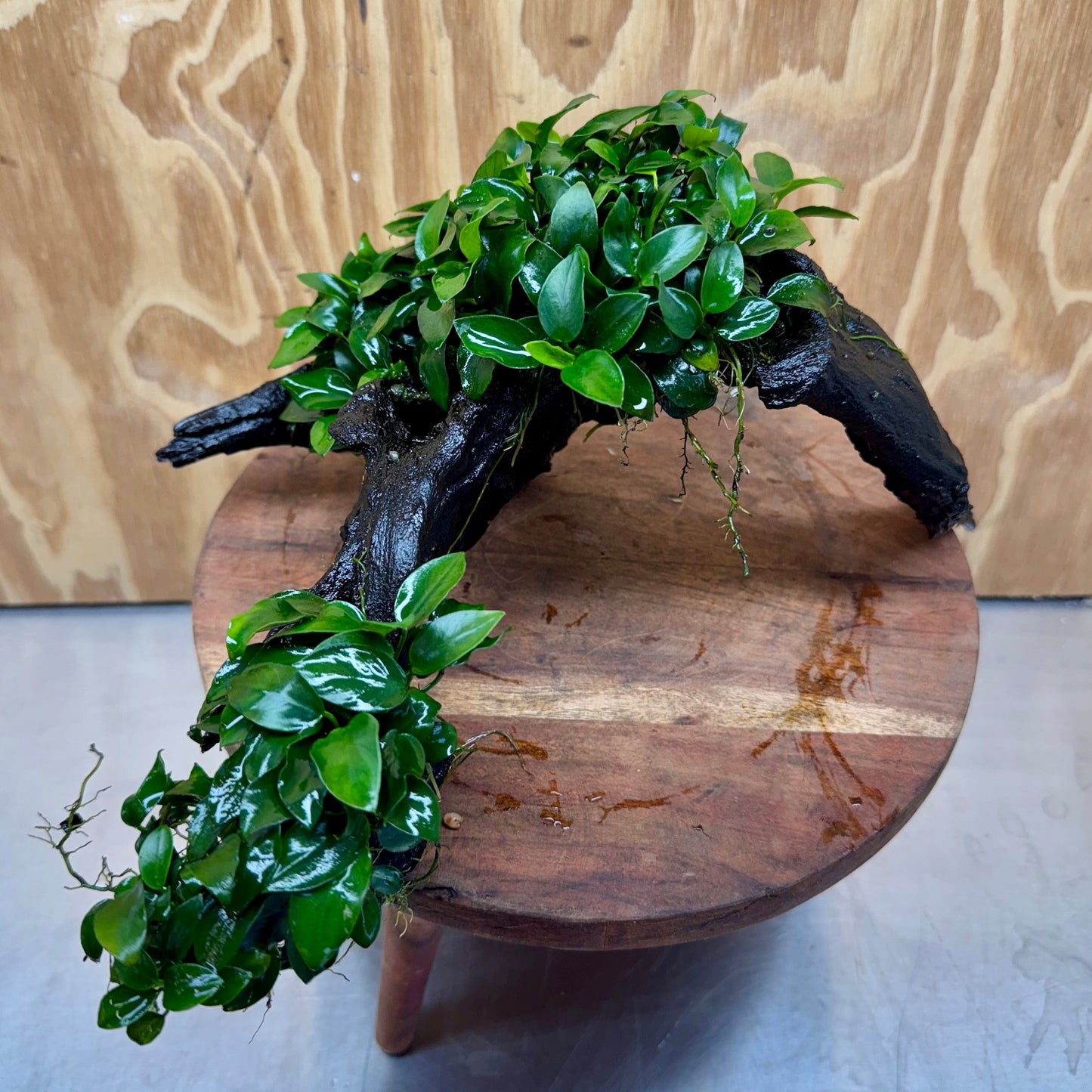 Pisces Enterprises One Only Triple Petite Nana Driftwood Creation - One Only - Strength Triple Petite Nana Driftwood Creation - One Only - Strength