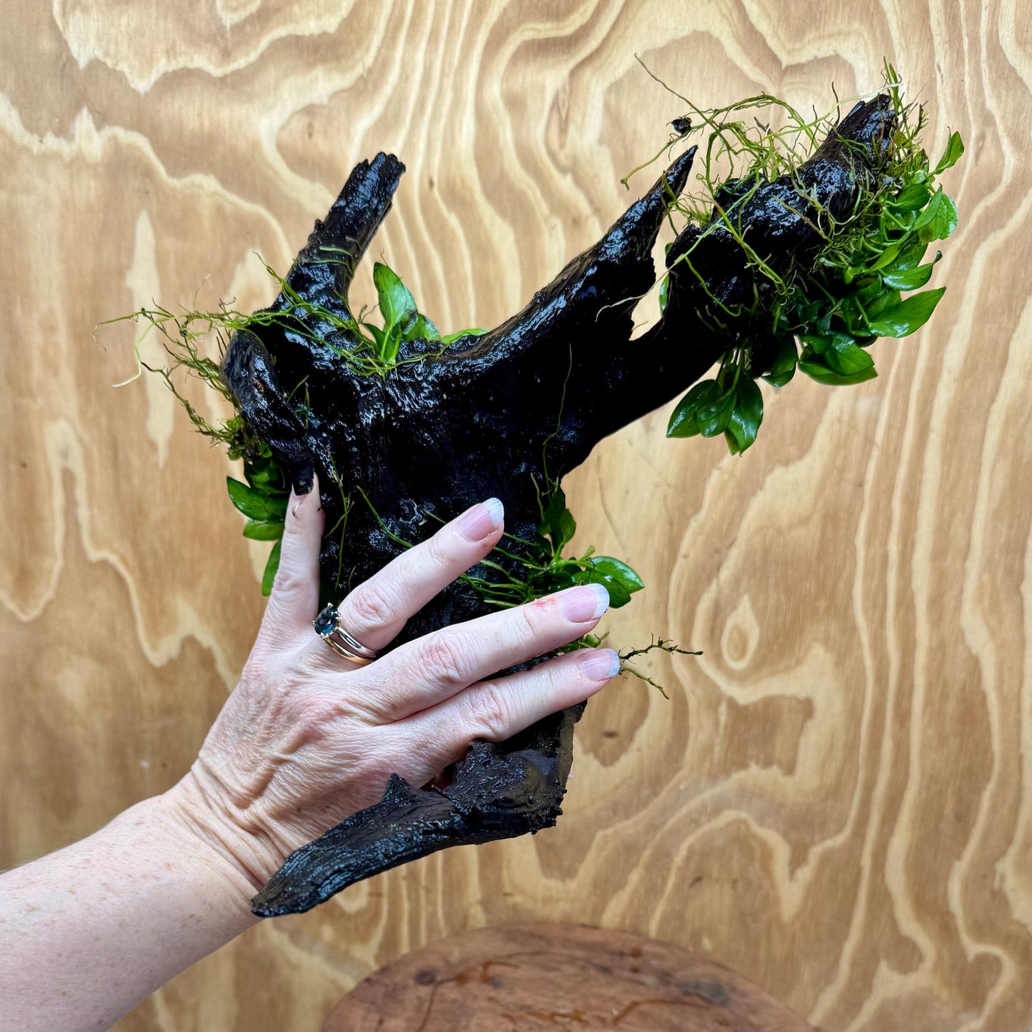 Pisces Enterprises One Only Triple Petite Nana Driftwood Creation - One Only - Strength Triple Petite Nana Driftwood Creation - One Only - Strength