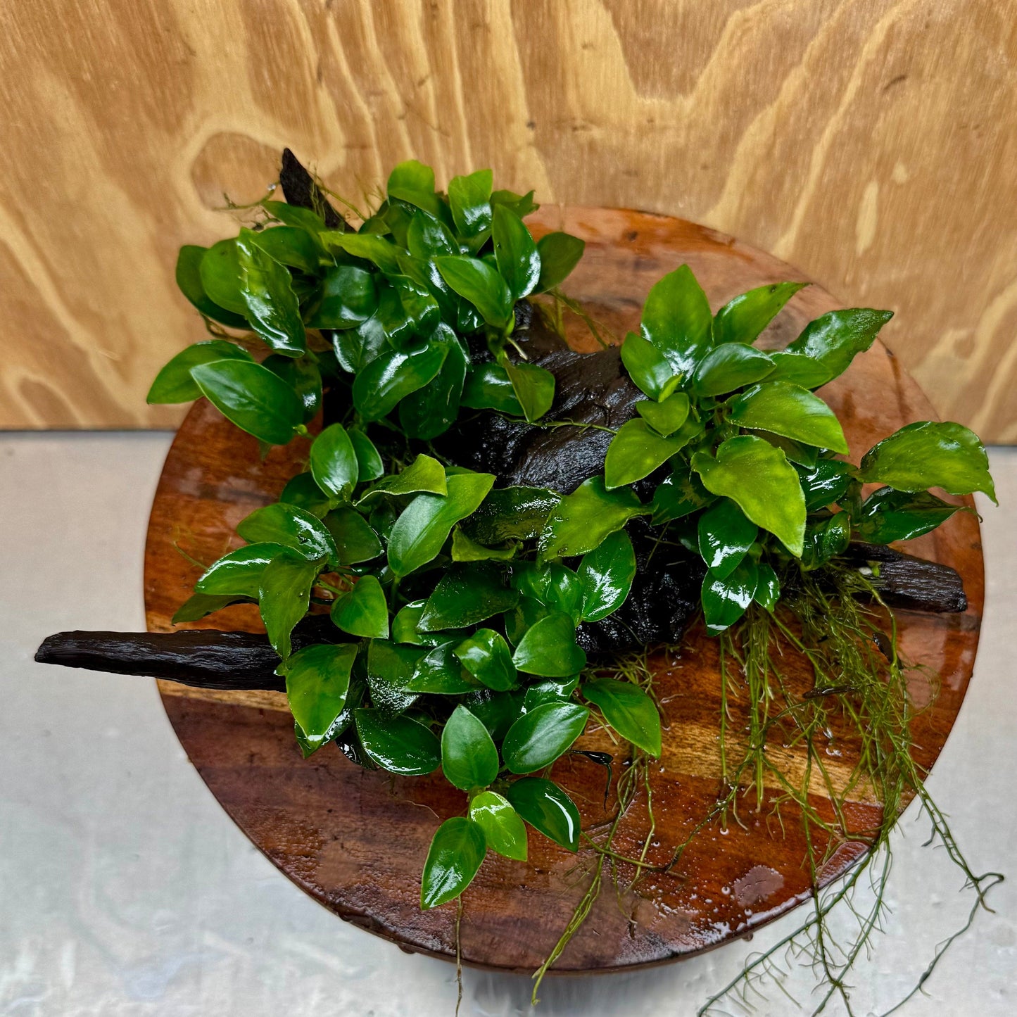 Pisces Enterprises One Only Triple Petite Nana Driftwood Creation - One Only - Wave Triple Petite Nana Driftwood Creation - One Only - Wave