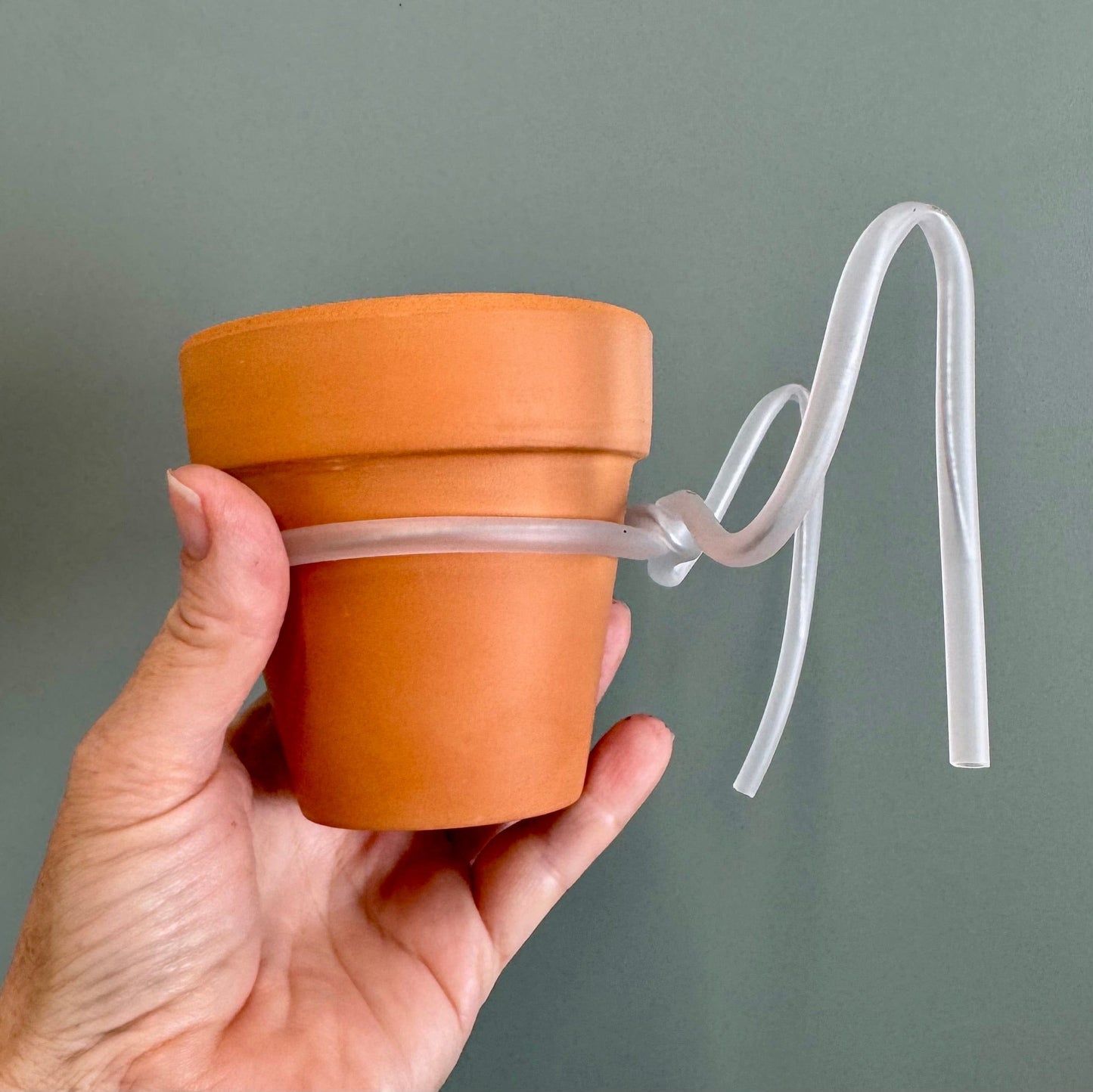 Scapeshop.com.au One Only White Princess Philodendron Aquaponic Pot - Tank Topper - One Only A White Princess Philodendron Aquaponic Pot - Tank Topper - One Only A