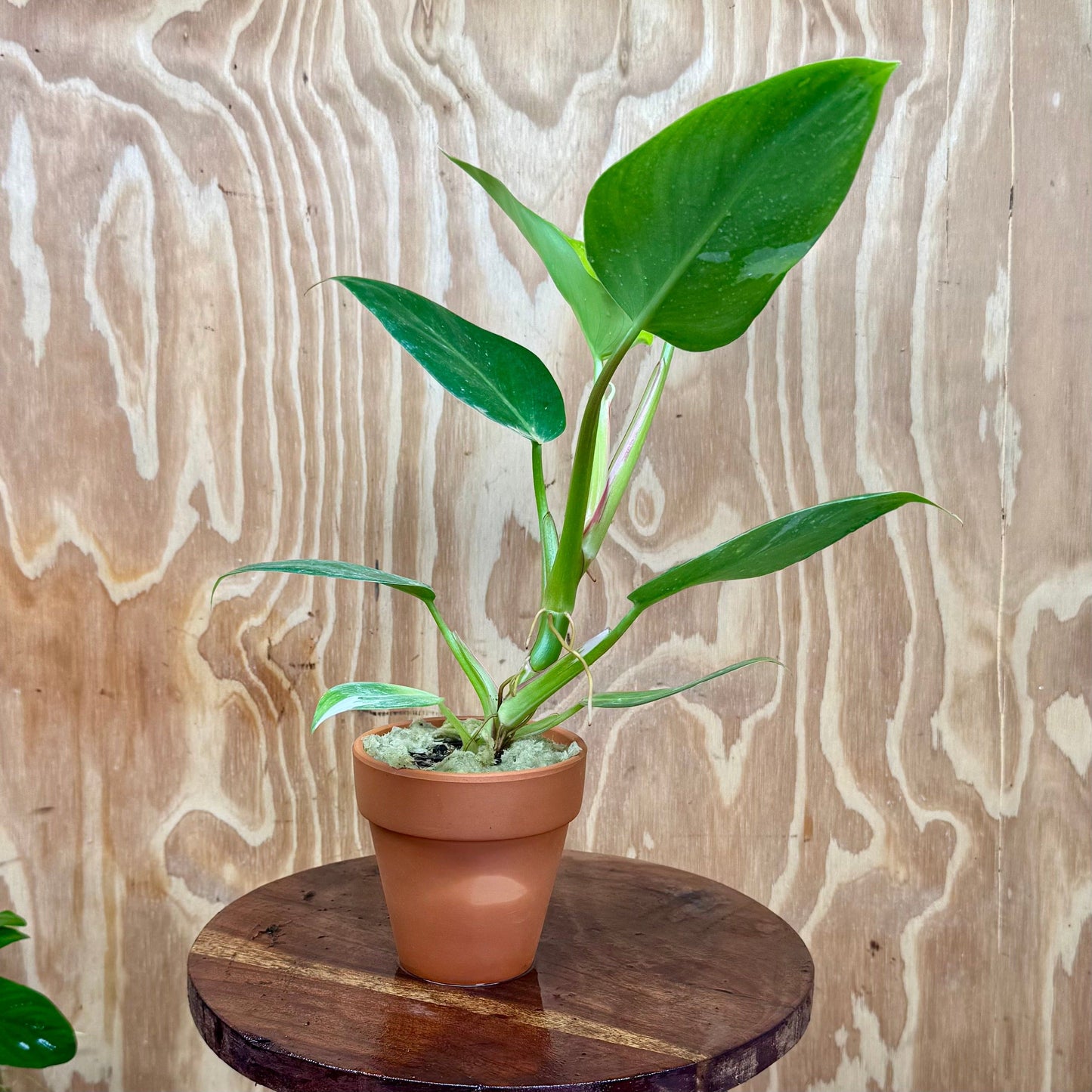 Scapeshop.com.au One Only White Princess Philodendron Aquaponic Pot - Tank Topper - One Only C White Princess Philodendron Aquaponic Pot - Tank Topper - One Only C