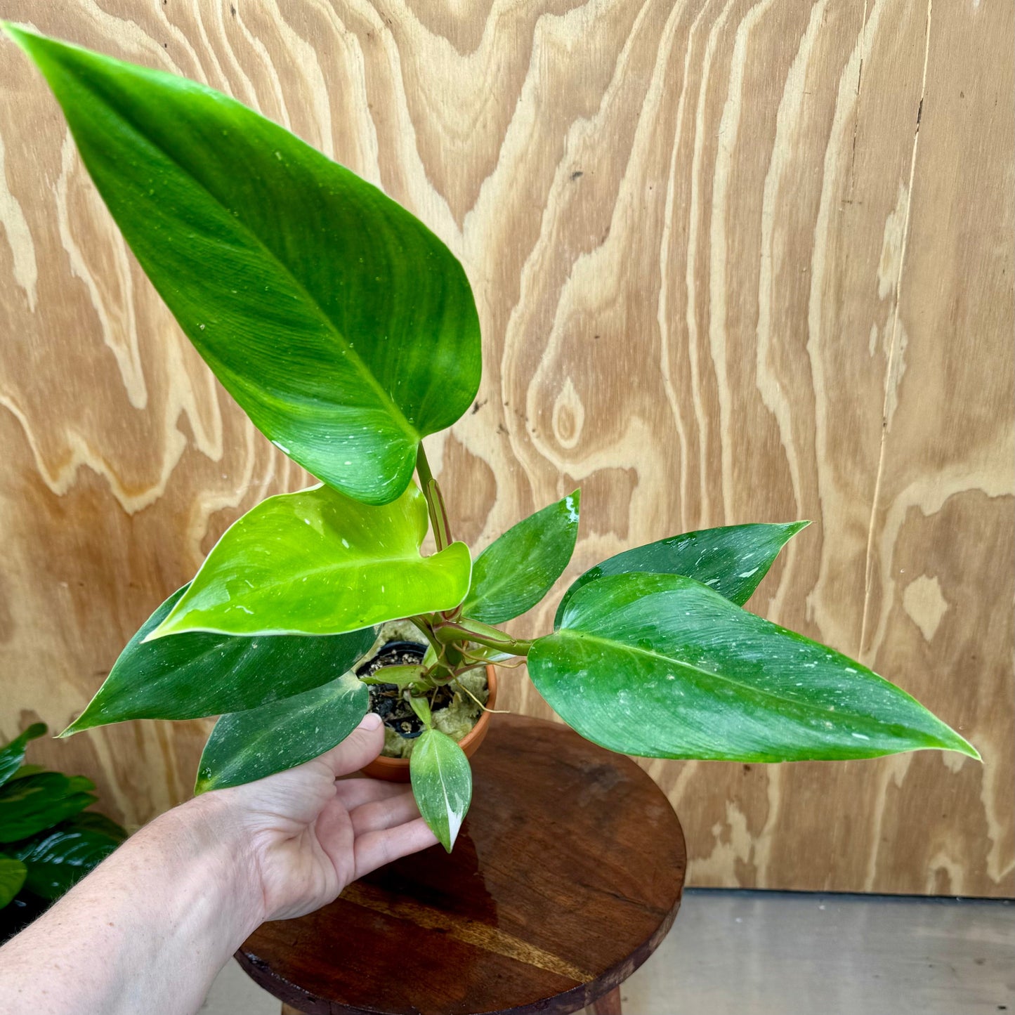 Scapeshop.com.au One Only White Princess Philodendron Aquaponic Pot - Tank Topper - One Only C White Princess Philodendron Aquaponic Pot - Tank Topper - One Only C