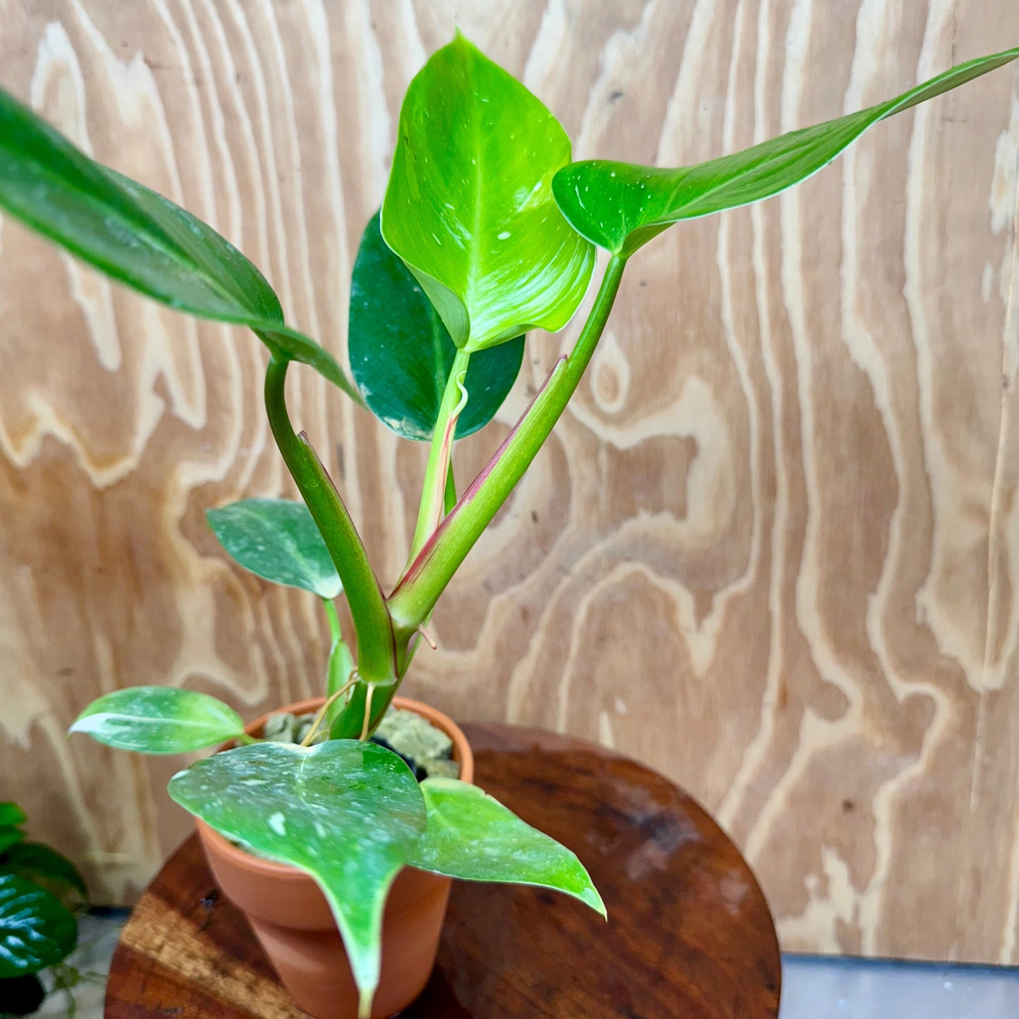 Scapeshop.com.au One Only White Princess Philodendron Aquaponic Pot - Tank Topper - One Only C White Princess Philodendron Aquaponic Pot - Tank Topper - One Only C