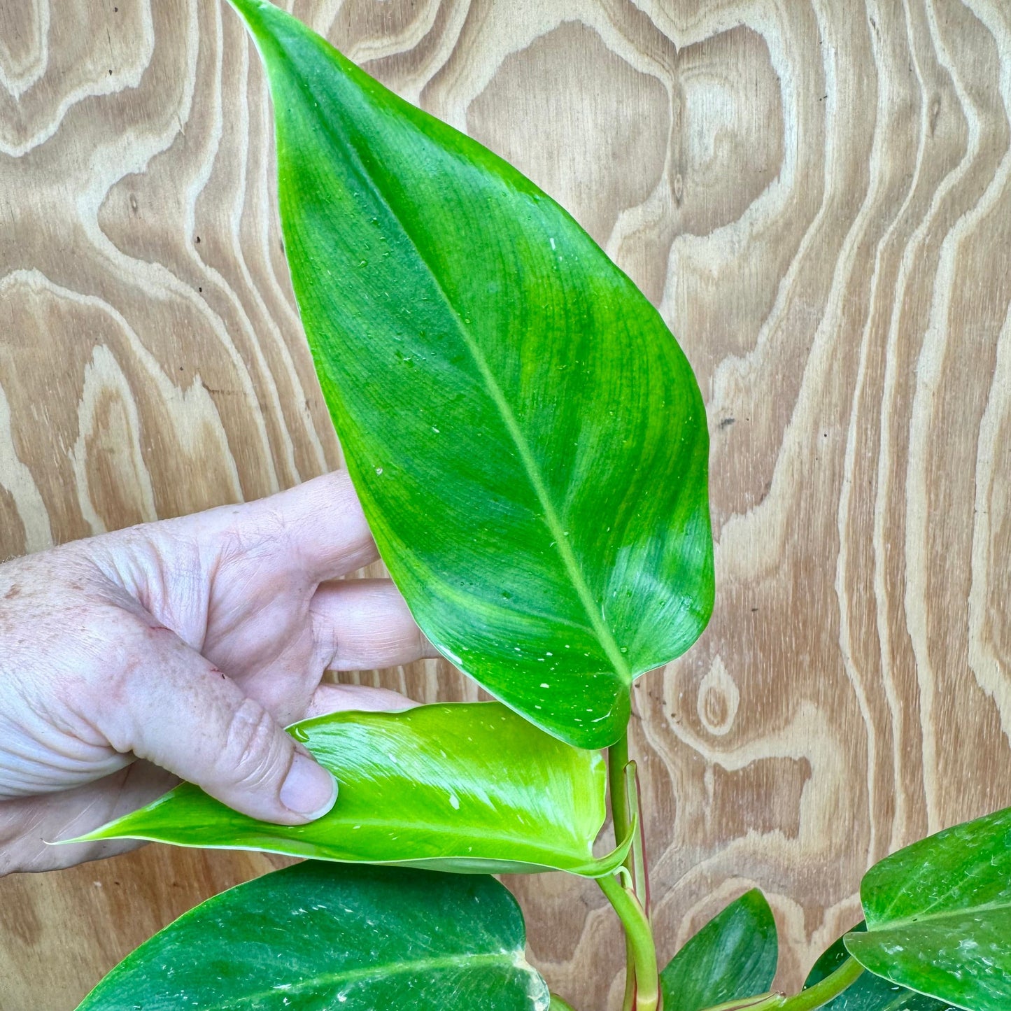 Scapeshop.com.au One Only White Princess Philodendron Aquaponic Pot - Tank Topper - One Only C White Princess Philodendron Aquaponic Pot - Tank Topper - One Only C