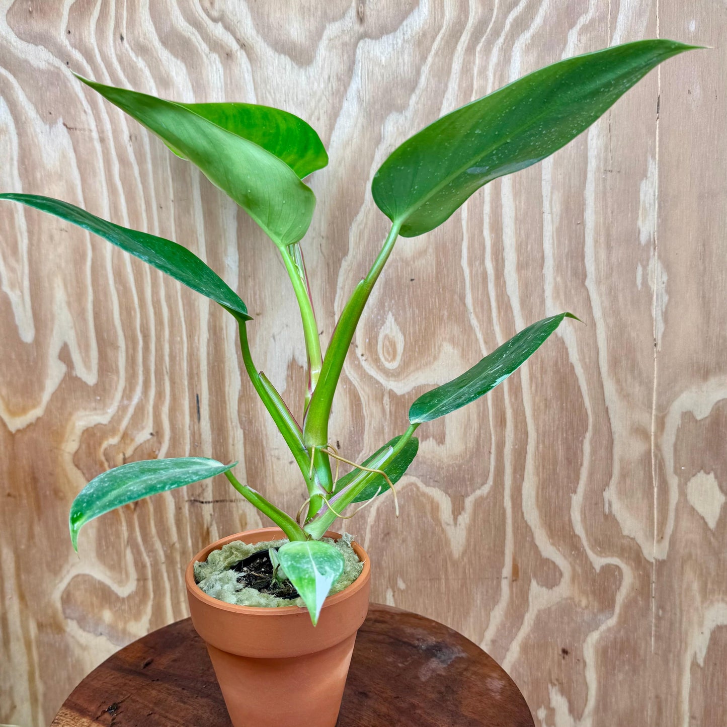 Scapeshop.com.au One Only White Princess Philodendron Aquaponic Pot - Tank Topper - One Only C White Princess Philodendron Aquaponic Pot - Tank Topper - One Only C