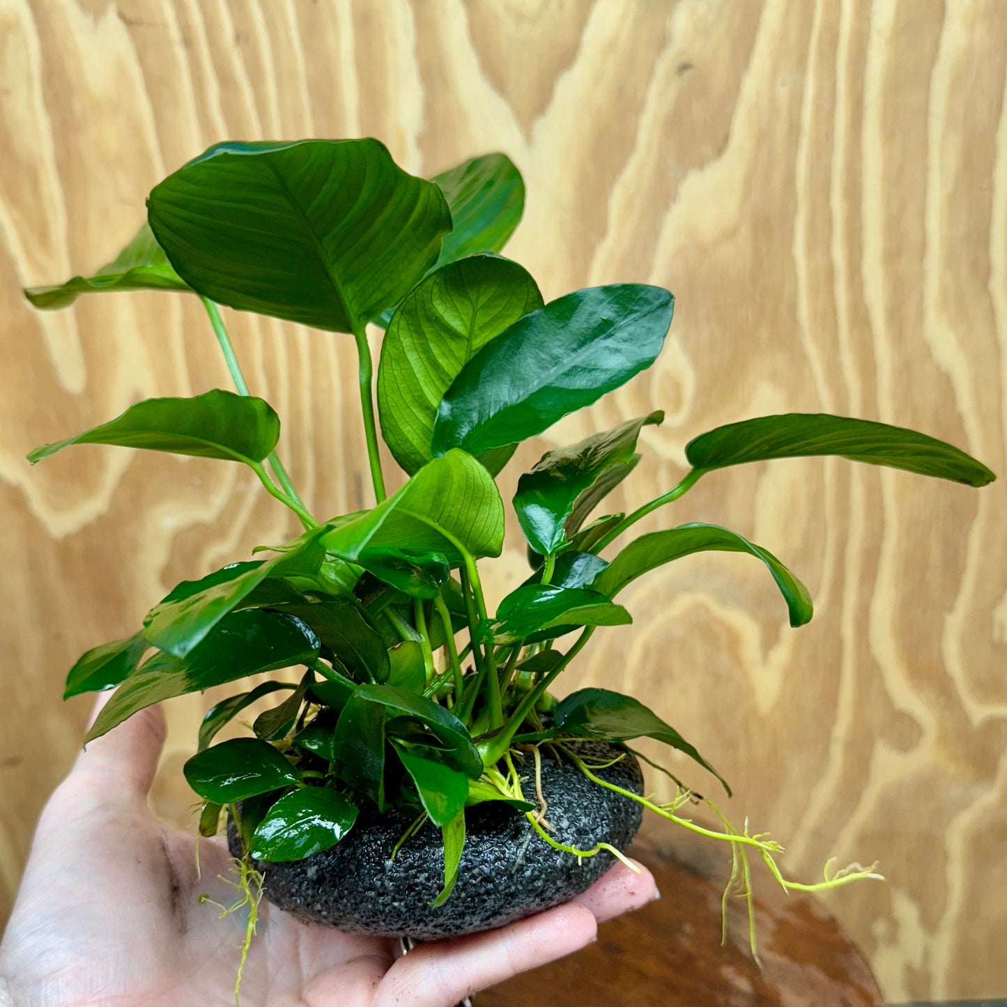 Pisces Enterprises Rock Creation Large Boulder Rock Creation with Two Anubias Large Boulder Rock Creation with Two Anubias