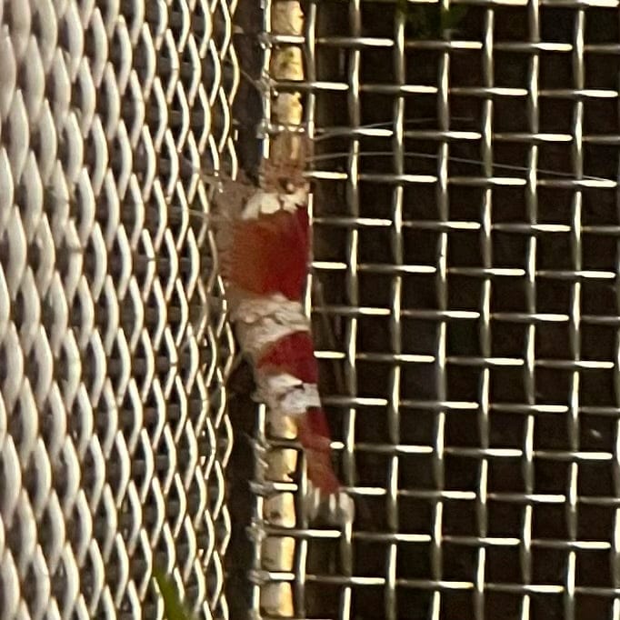 Pisces Aquatics Shrimp Crystal Red Shrimp - Caridina cf Cantonesis (1-2cm) Buy Crystal Red Shrimp - Caridina cf Cantonesis in Australia The Fish Farm