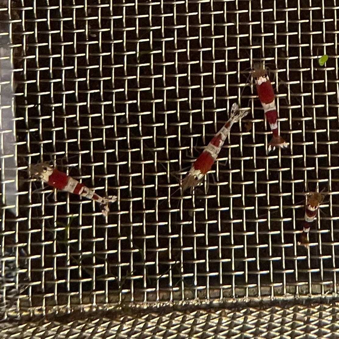 Pisces Aquatics Shrimp Crystal Red Shrimp - Caridina cf Cantonesis (1-2cm) Buy Crystal Red Shrimp - Caridina cf Cantonesis in Australia The Fish Farm