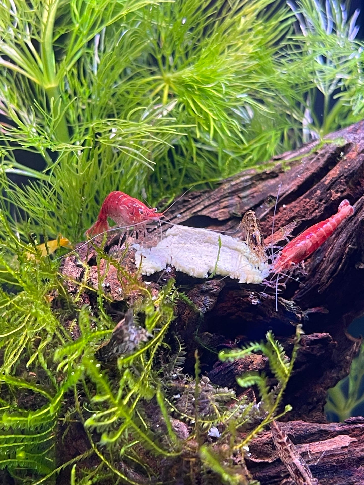 Pisces Aquatics Shrimp Red Cherry Shrimp - Neocaridina davidi (1-2cm) Buy Red Cherry Shrimp - Neocaridina davidi online in Australia