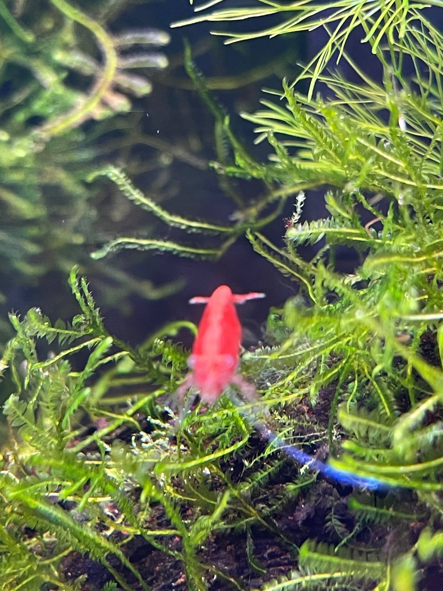 Pisces Aquatics Shrimp Red Cherry Shrimp - Neocaridina davidi (1-2cm) Buy Red Cherry Shrimp - Neocaridina davidi online in Australia