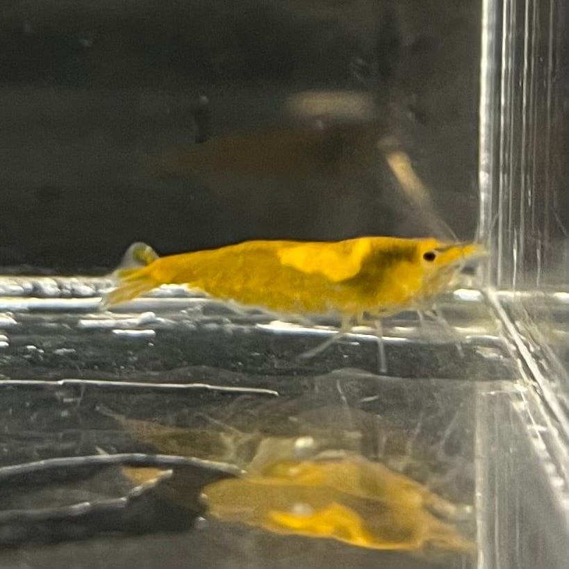 Pisces Aquatics Shrimp Sunkist Cherry Shrimp - Neocaridina davidi (1-2cm) Sunkist Cherry Shrimp - Neocaridina davidi (1-2cm) for Sale