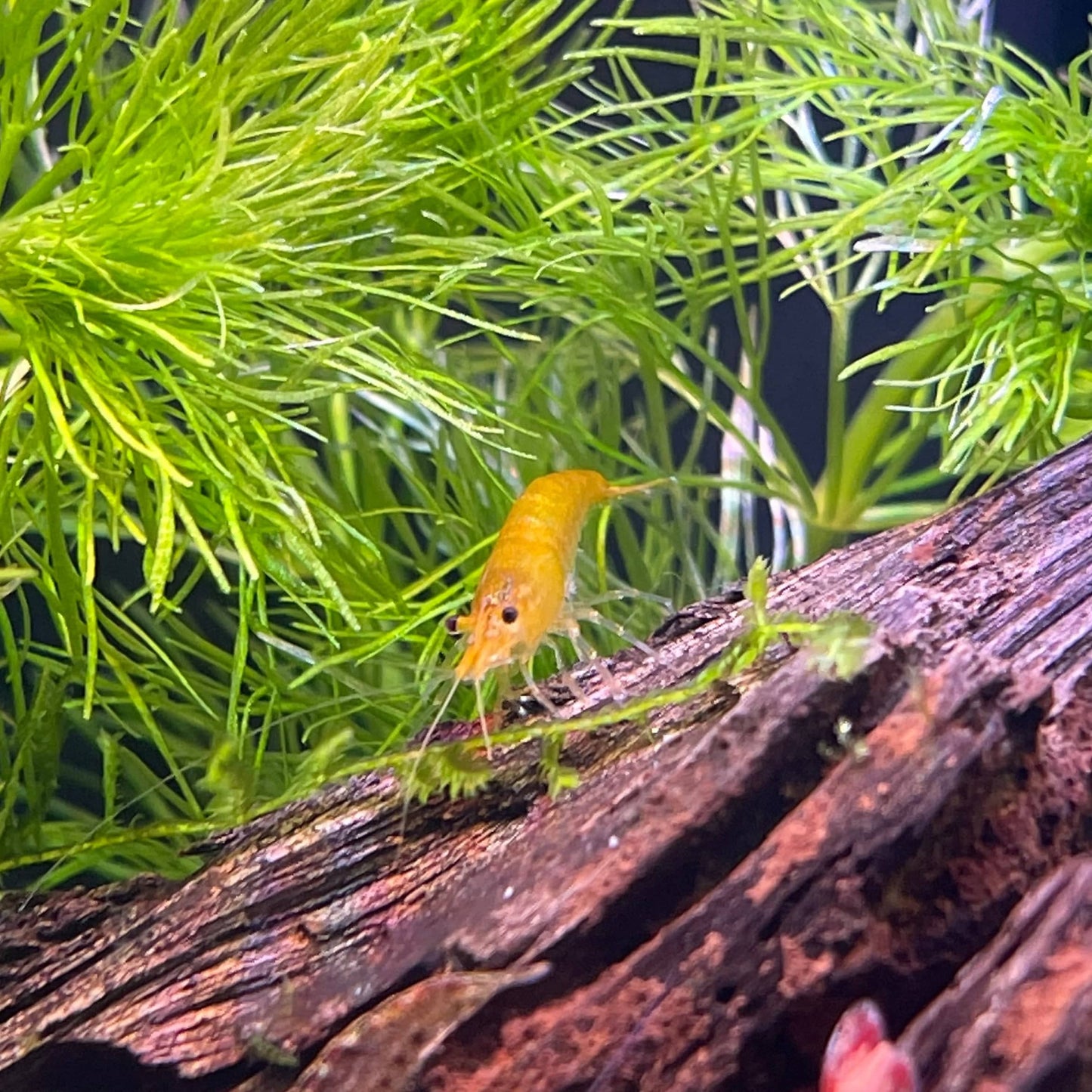 Pisces Aquatics Shrimp Yellow Cherry Shrimp - Neocaridina davidi (1-2cm) Yellow Cherry Shrimp - Neocaridina davidi (1-2cm) for Sale