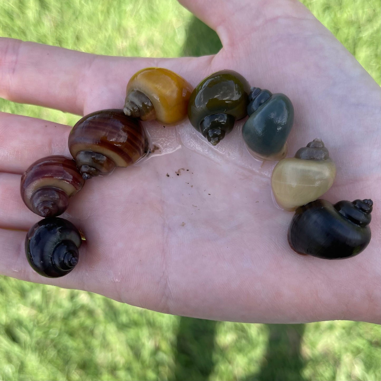 Pisces Aquatics Snails 8 Mystery Snails - Rainbow Snails Buy a rainbow of Mystery Snails in Australia from Scapeshop