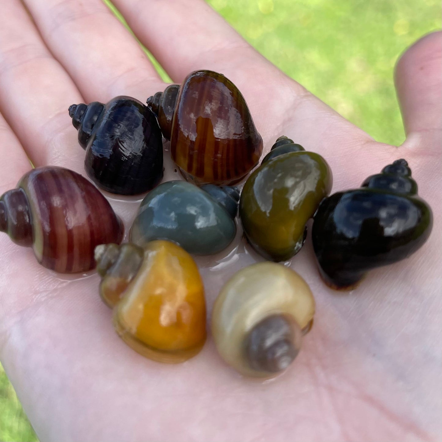 Pisces Aquatics Snails 8 Mystery Snails - Rainbow Snails Buy a rainbow of Mystery Snails in Australia from Scapeshop