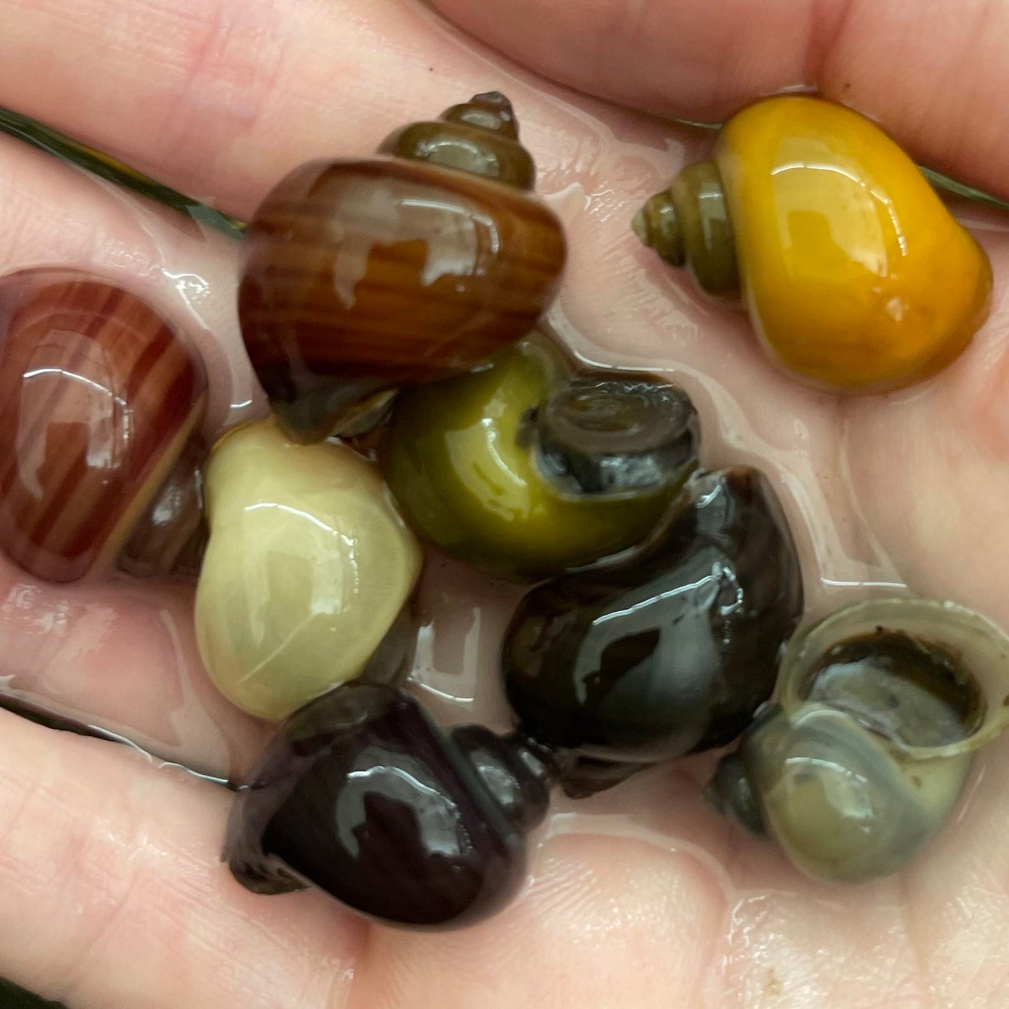 Pisces Aquatics Snails 8 Mystery Snails - Rainbow Snails Buy a rainbow of Mystery Snails in Australia from Scapeshop
