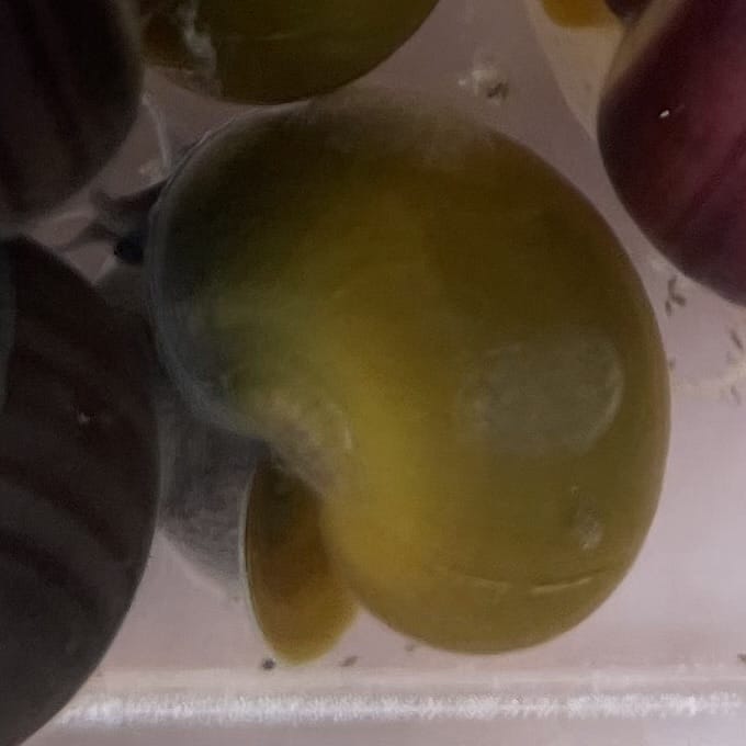 Pisces Aquatics Snails Green Mystery Snail Green Mystery Snail