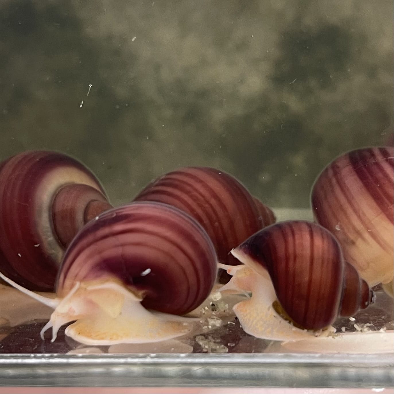 Pisces Aquatics Snails Magenta Mystery Snail Blue Mystery Snail - Aquarium Snails Australia from Scapeshop