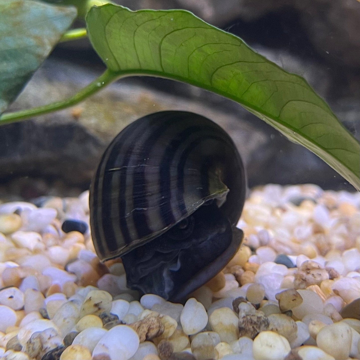 Pisces Aquatics Snails Purple Mystery Snail Blue Mystery Snail - Aquarium Snails Australia from Scapeshop
