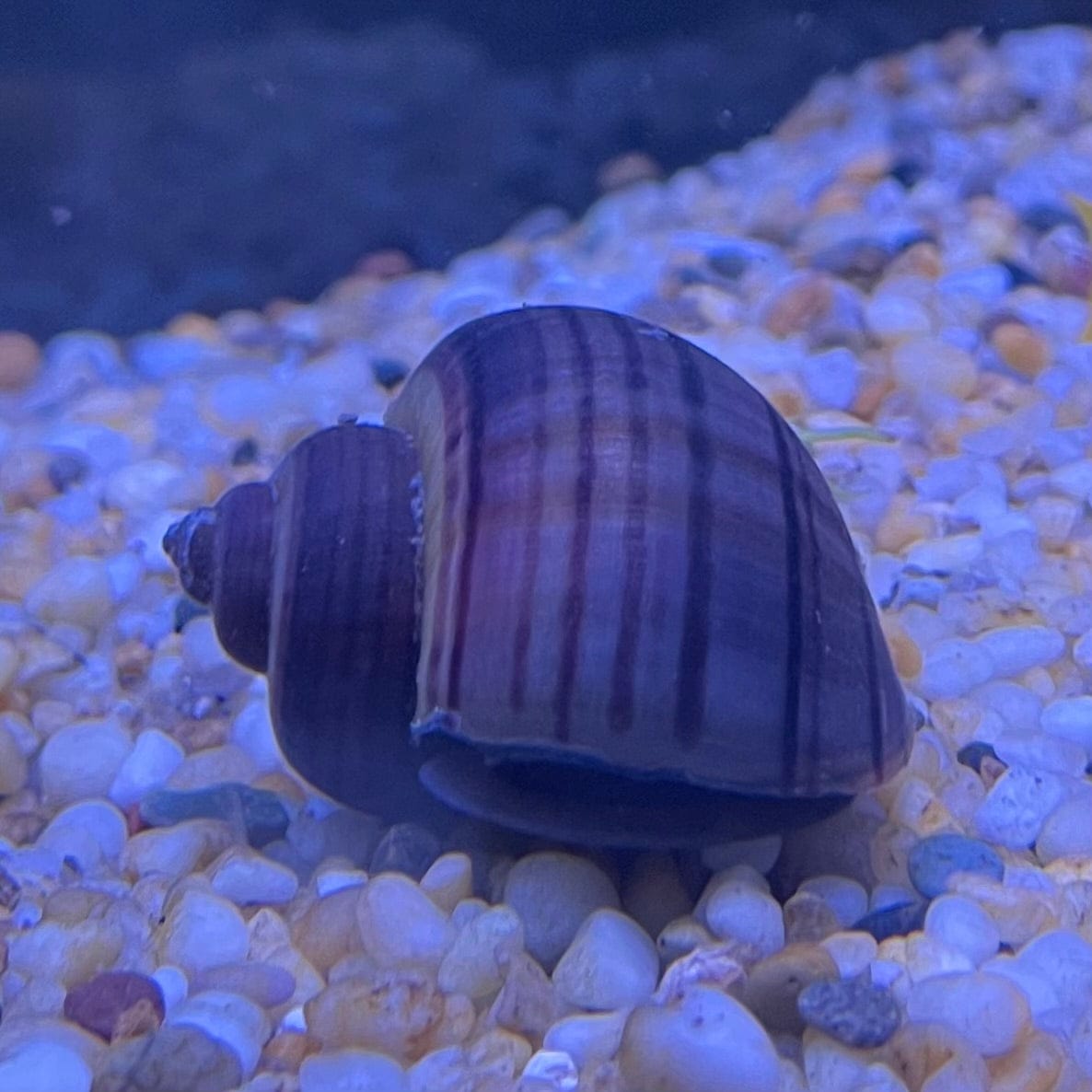 Pisces Aquatics Snails Purple Mystery Snail Blue Mystery Snail - Aquarium Snails Australia from Scapeshop