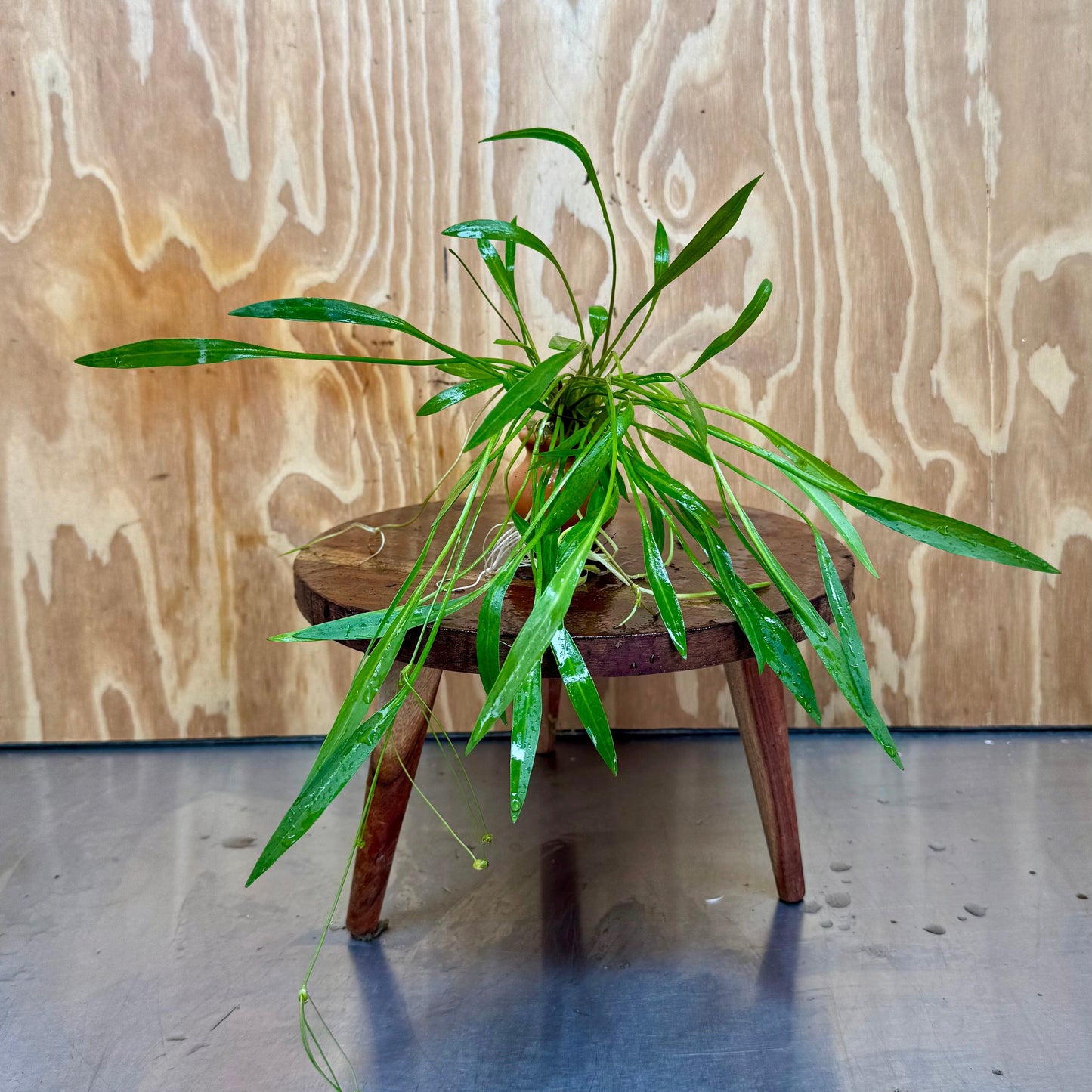 Scapeshop.com.au Terracotta Creation Echinodorus Latifolius Chain Sword Terracotta Vase Urn Echinodorus Latifolius Chain Sword Terracotta Vase Urn