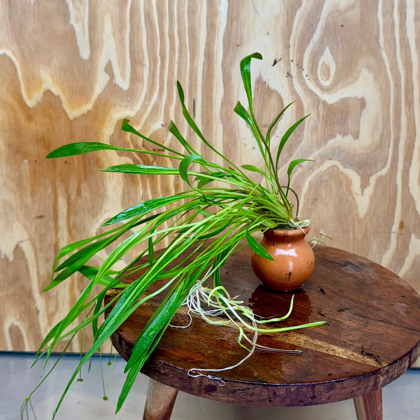 Scapeshop.com.au Terracotta Creation Echinodorus Latifolius Chain Sword Terracotta Vase Urn Echinodorus Latifolius Chain Sword Terracotta Vase Urn