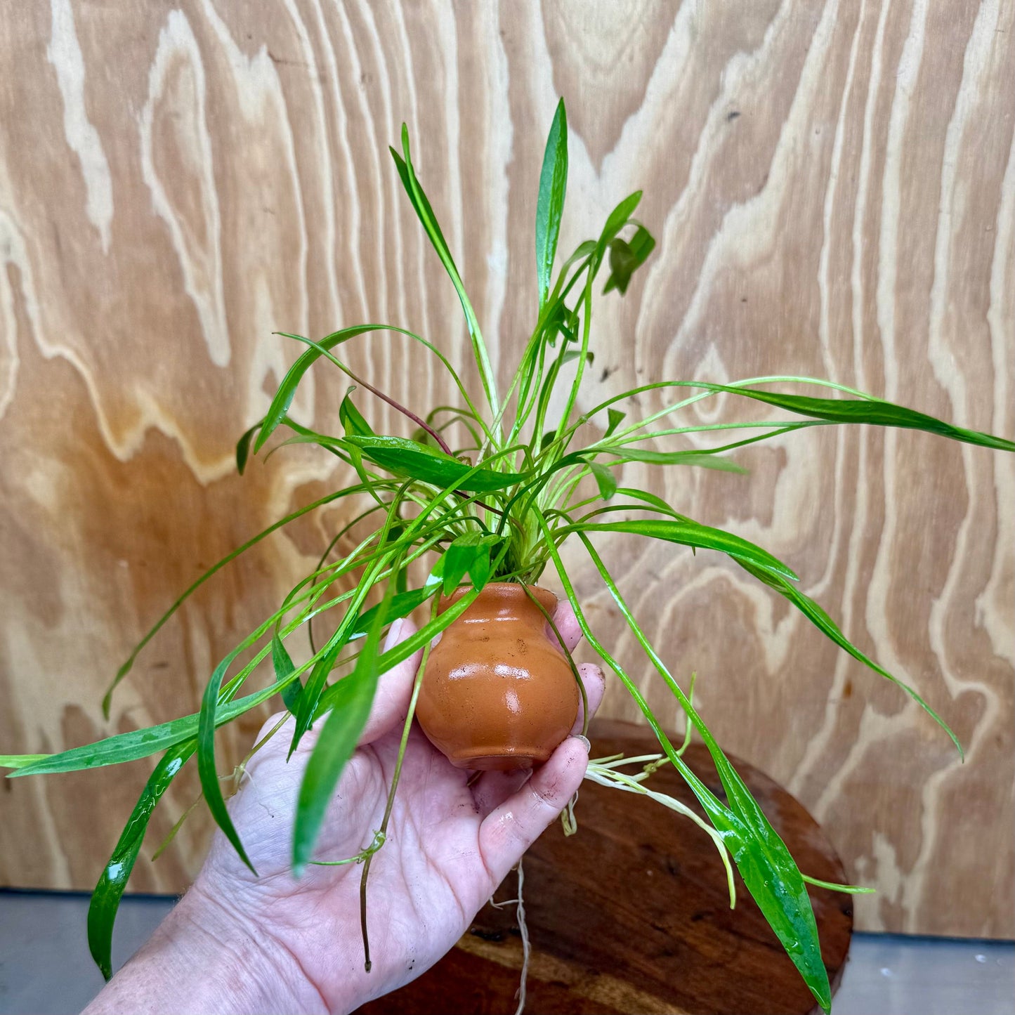 Scapeshop.com.au Terracotta Creation Echinodorus Latifolius Chain Sword Terracotta Vase Urn Echinodorus Latifolius Chain Sword Terracotta Vase Urn