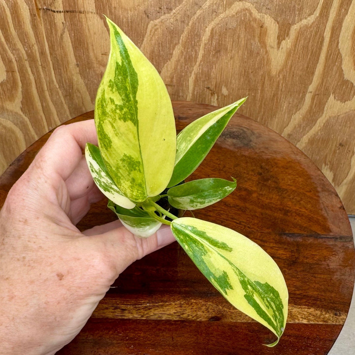 Scapeshop.com.au Terrarium Plant Caramel Marble Philodendron Plug Buy Caramel Marble Philodendron Terrarium Plant Scapeshop Australia
