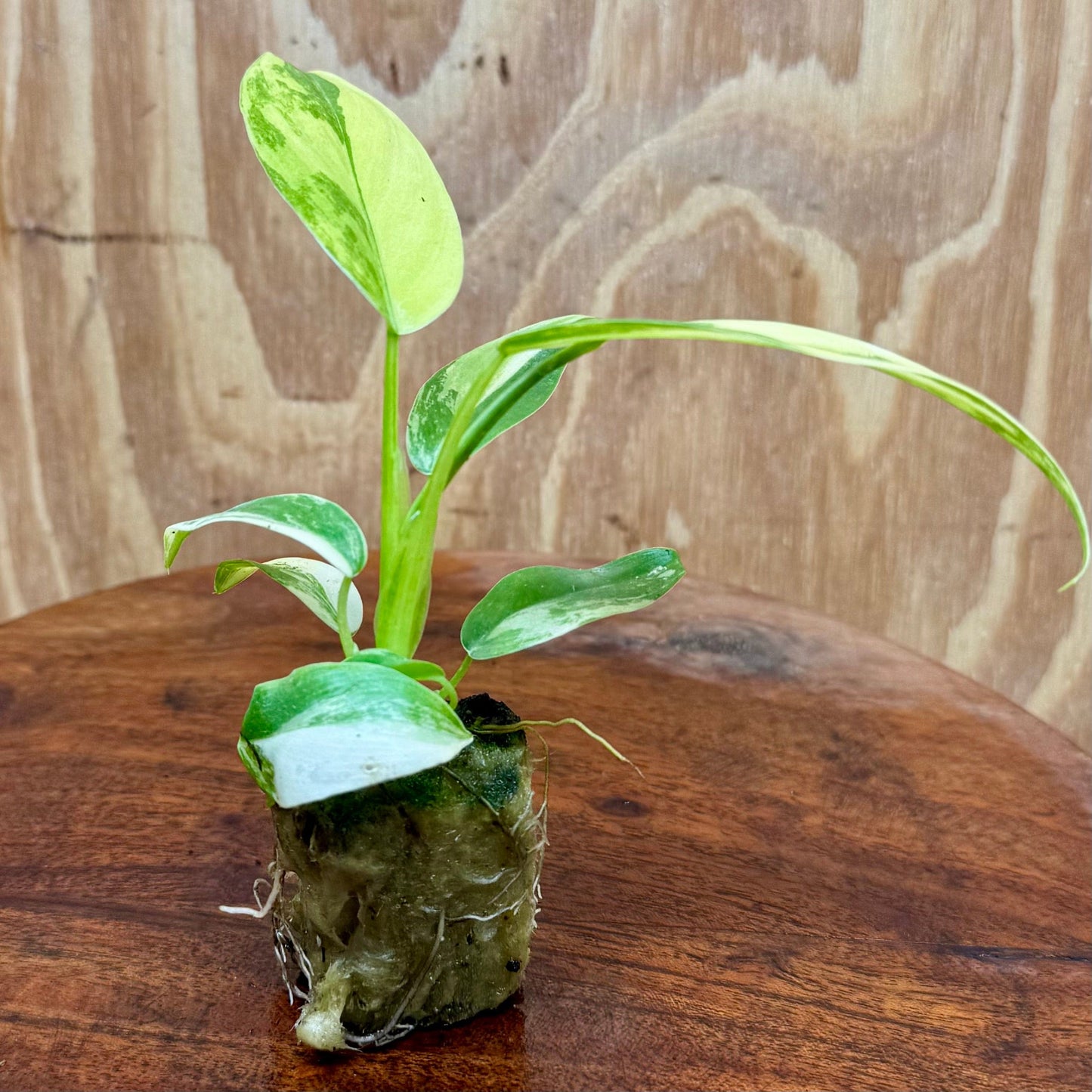 Scapeshop.com.au Terrarium Plant Caramel Marble Philodendron Plug Buy Caramel Marble Philodendron Terrarium Plant Scapeshop Australia