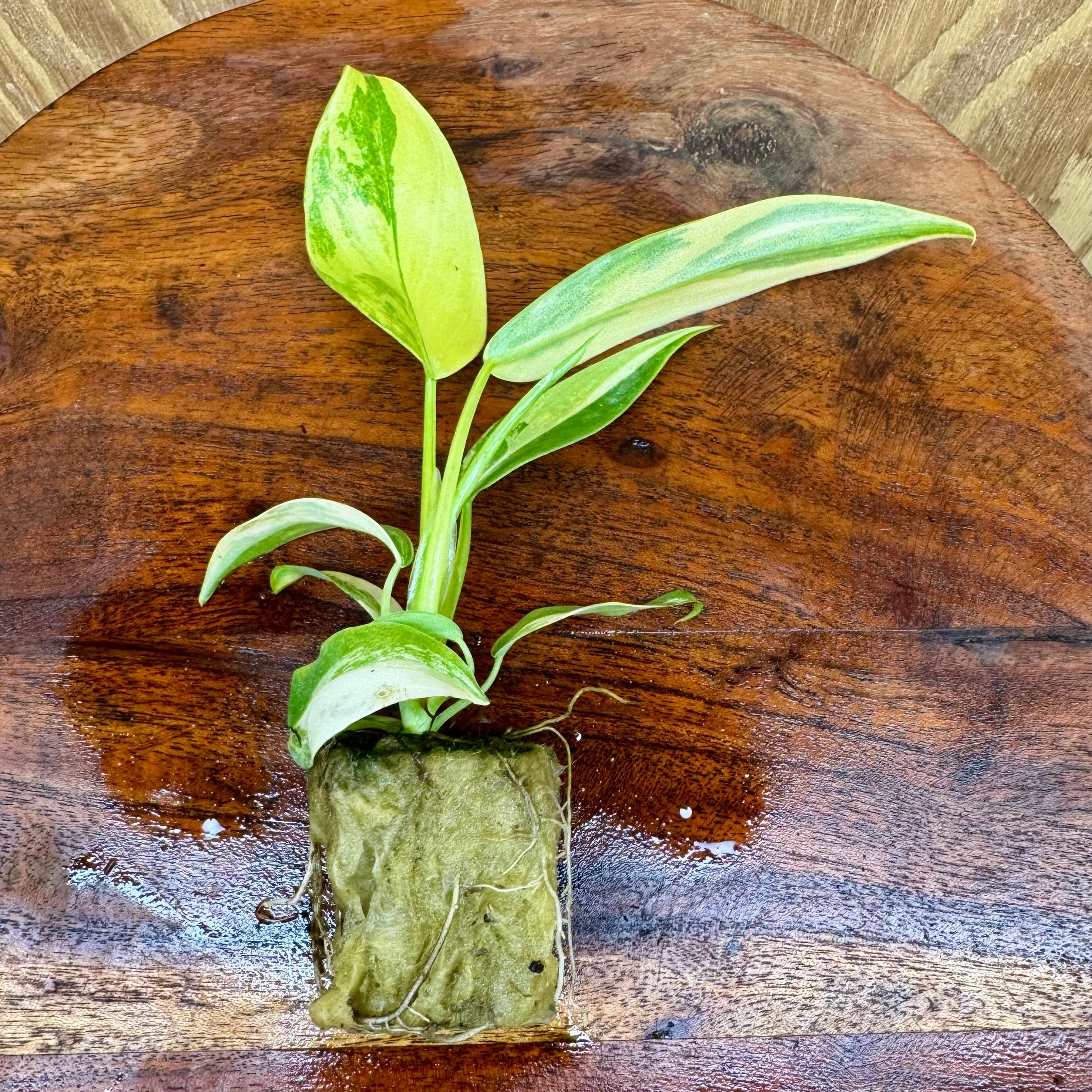 philodendron in terrariums Buy Caramel Marble Philodendron Terrarium Plant Scapeshop Australia – Scapeshop.com.au