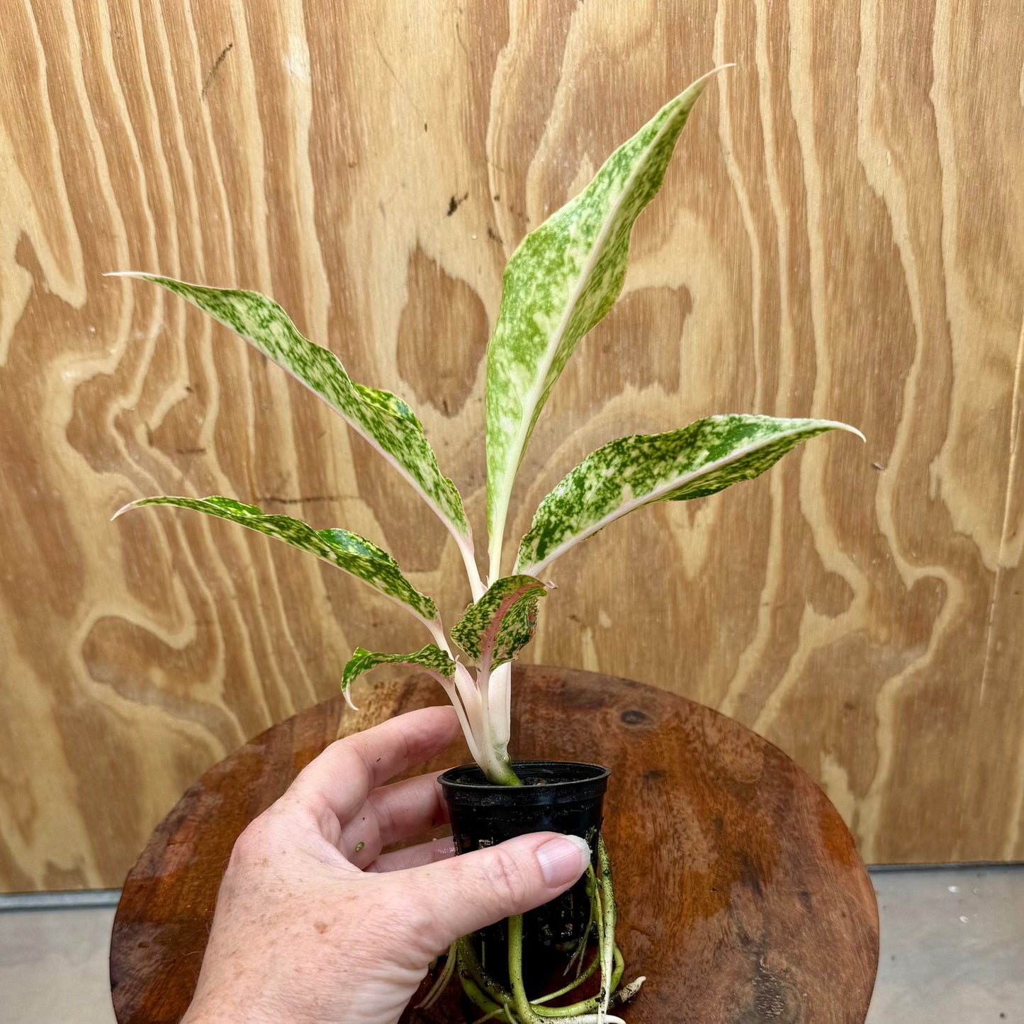 Scapeshop.com.au Terrarium Plant Firework Aglaonema Plug Buy Firework Aglaonema Terrarium Plant from Scapeshop Australia