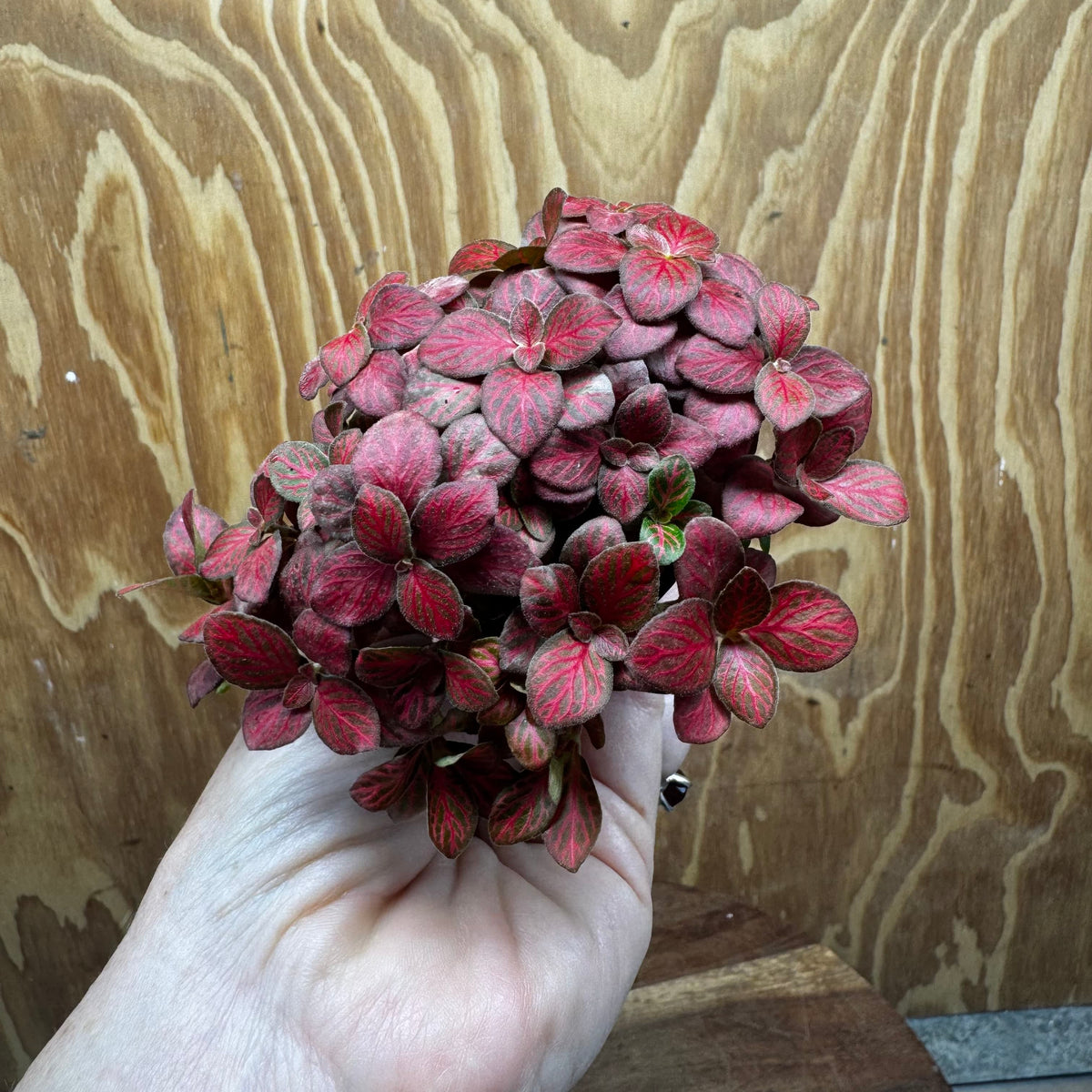 Scapeshop.com.au Terrarium Plant Fittonia - Red Flame Terrarium Plant 5cm Pot Buy Red Flame Fittonia Terrarium Plant from Scapeshop Australia