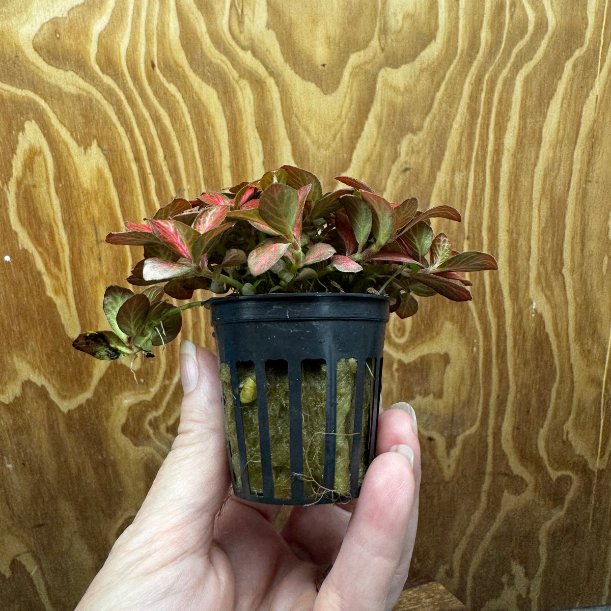 Scapeshop.com.au Terrarium Plant Fittonia - Red Flame Terrarium Plant 5cm Pot Buy Red Flame Fittonia Terrarium Plant from Scapeshop Australia