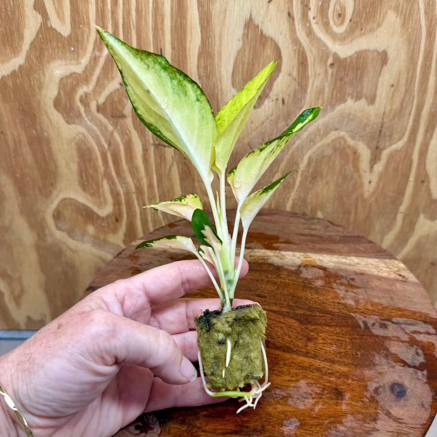 Scapeshop.com.au Terrarium Plant Golden Aglaonema Plug Buy Golden Aglaonema Terrarium Plant from Scapeshop Australia