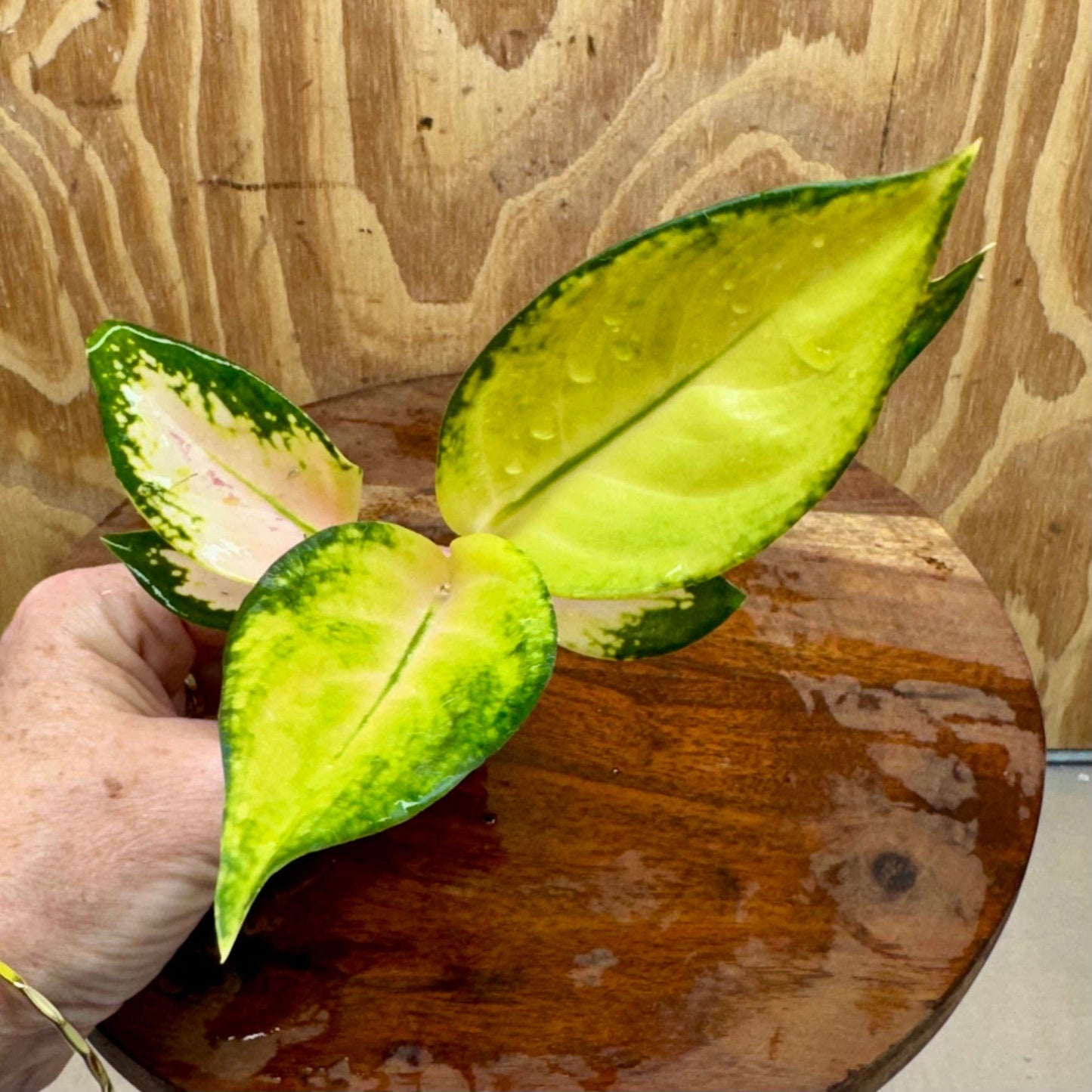 Scapeshop.com.au Terrarium Plant Golden Aglaonema Plug Buy Golden Aglaonema Terrarium Plant from Scapeshop Australia