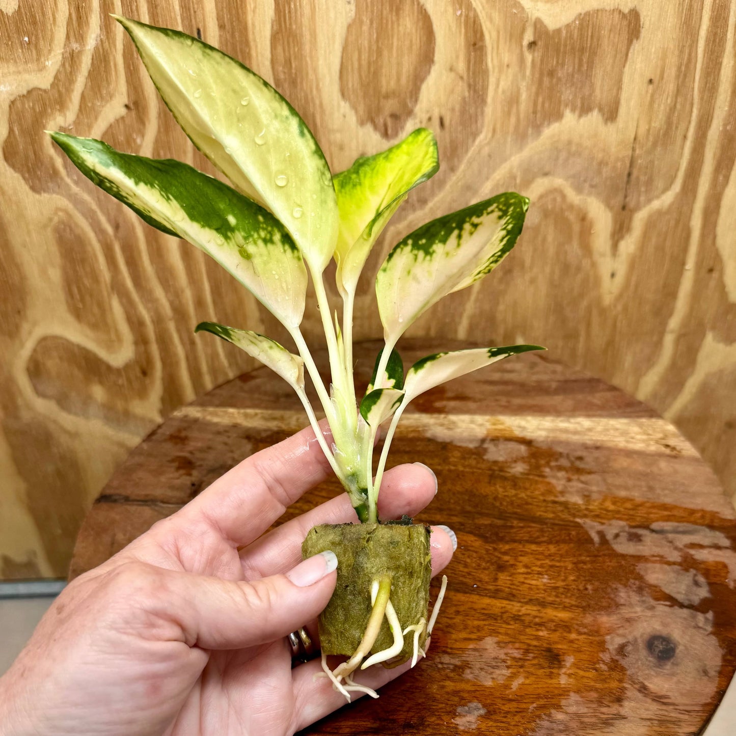 Scapeshop.com.au Terrarium Plant Golden Aglaonema Plug Buy Golden Aglaonema Terrarium Plant from Scapeshop Australia