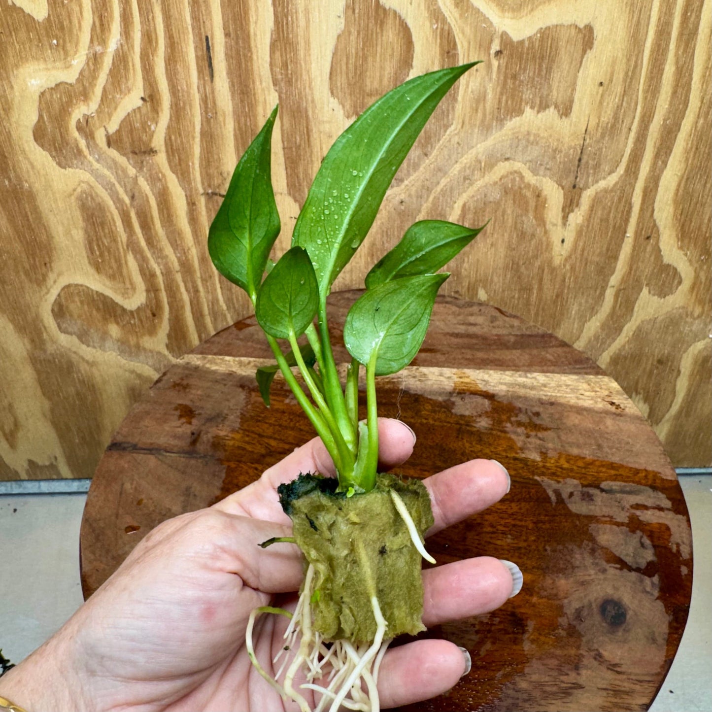 Scapeshop.com.au Terrarium Plant Haile Aglaonema Plug Buy Haile Aglaonema Terrarium Plant from Scapeshop Australia