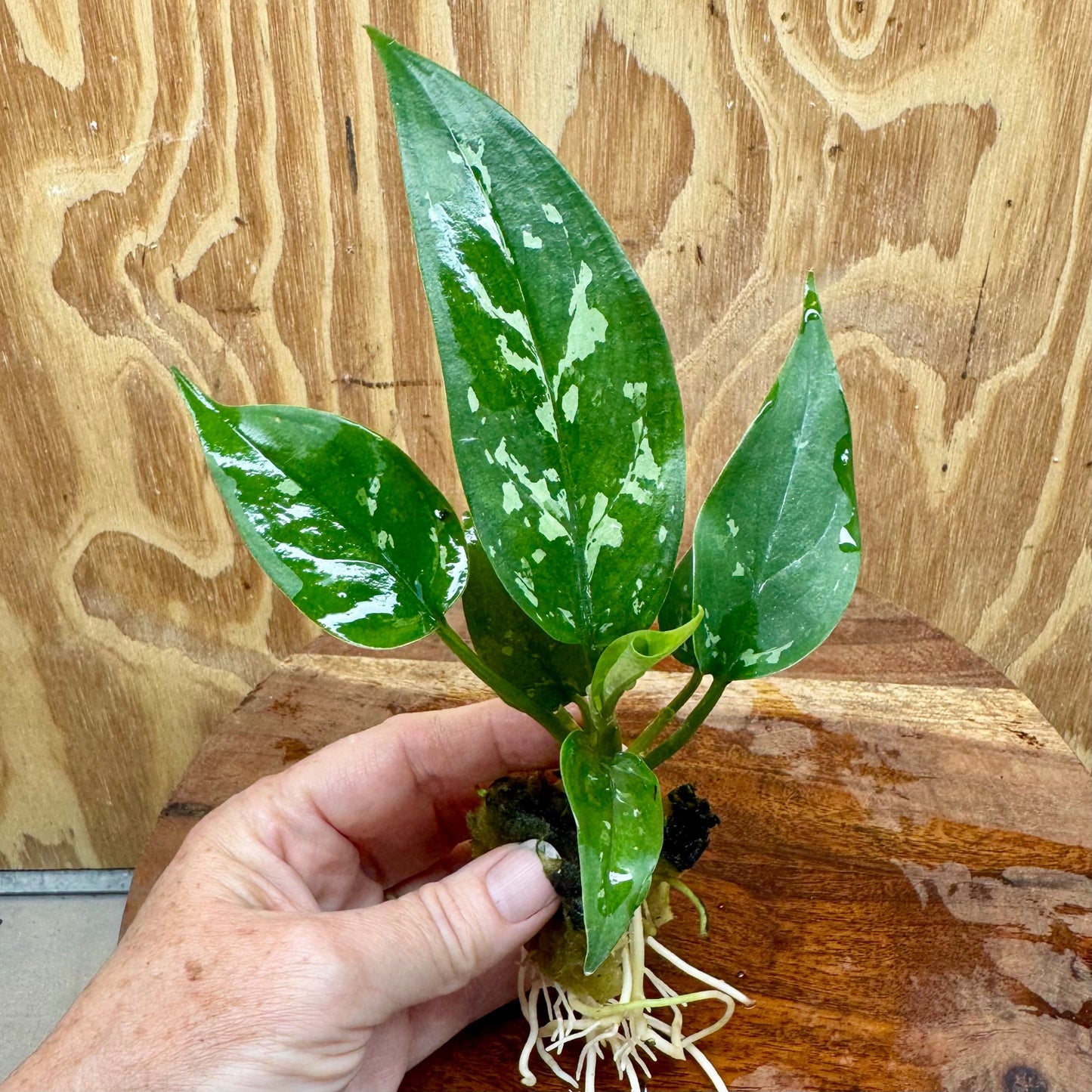 Scapeshop.com.au Terrarium Plant Haile Aglaonema Plug Buy Haile Aglaonema Terrarium Plant from Scapeshop Australia