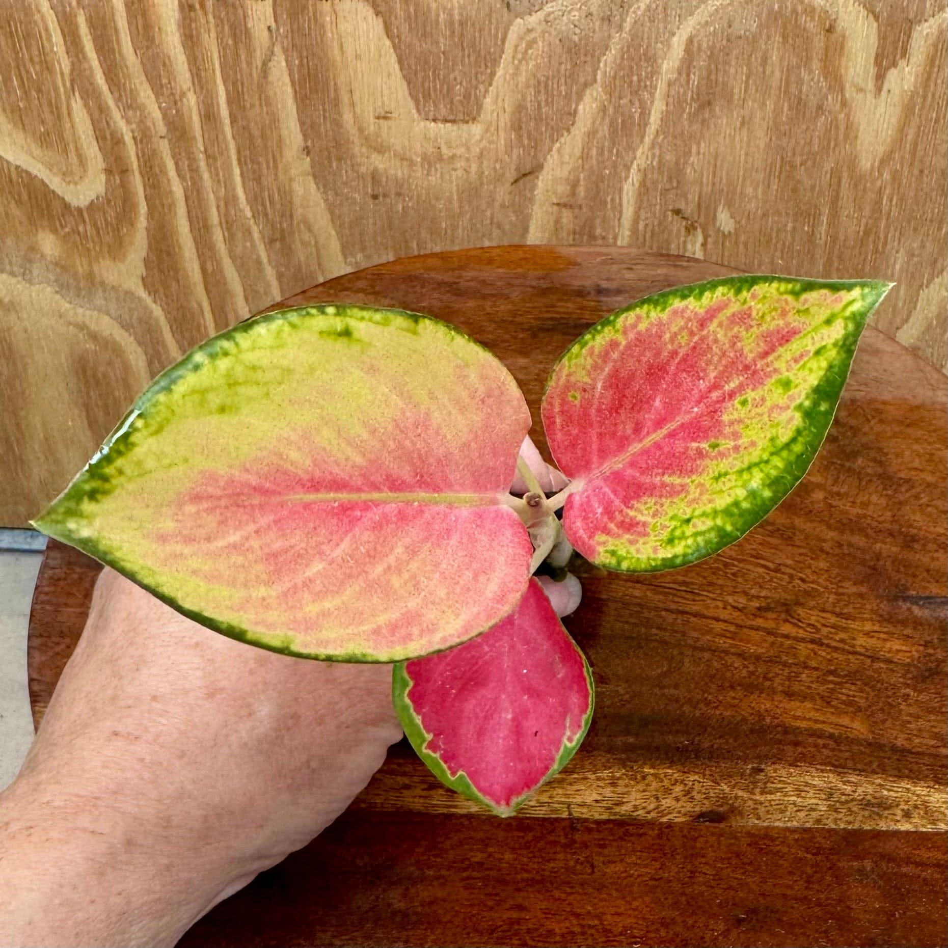 aglaonema australia Buy Latosolic Red Aglaonema Terrarium Plant from Scapeshop Australia – Scapeshop.com.au
