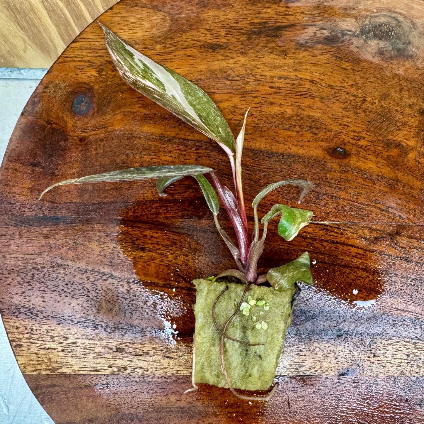 Scapeshop.com.au Terrarium Plant Pink Princess Philodendron Plug Buy Pink Princess Philodendron Terrarium Plant Scapeshop Australia