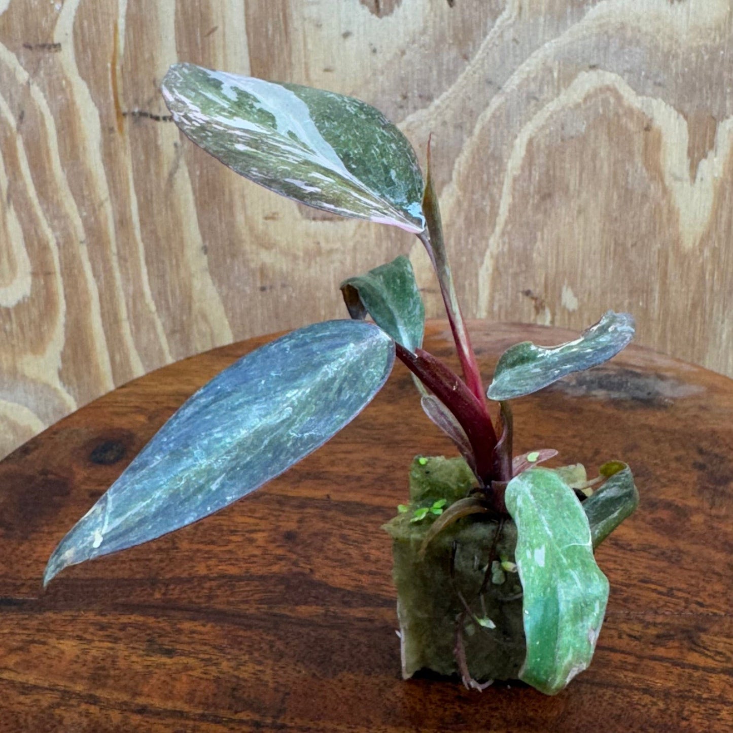 Scapeshop.com.au Terrarium Plant Pink Princess Philodendron Plug Buy Pink Princess Philodendron Terrarium Plant Scapeshop Australia